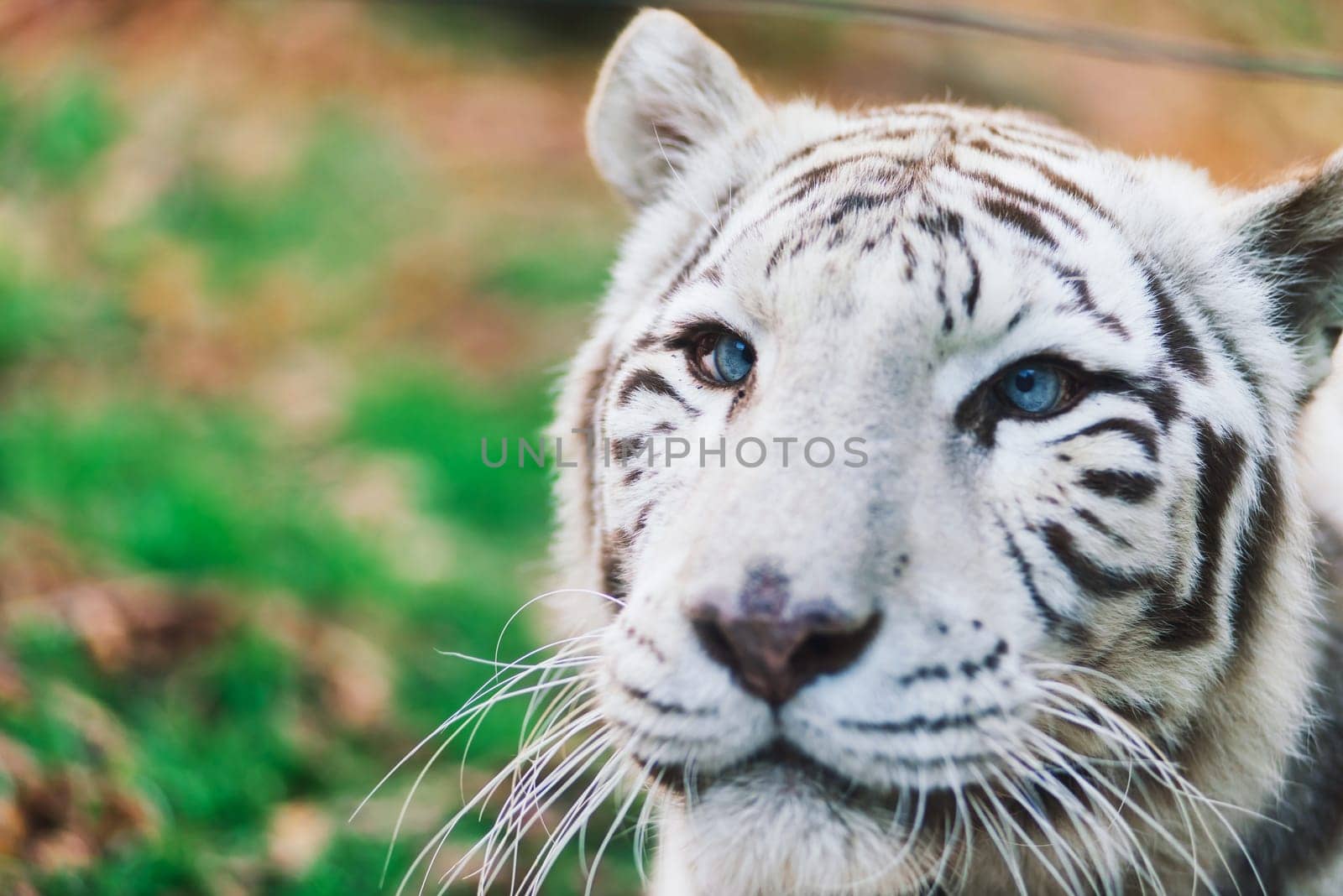 White big tiger, bleached tiger in autumn park laying and walk, close up by Zelenin