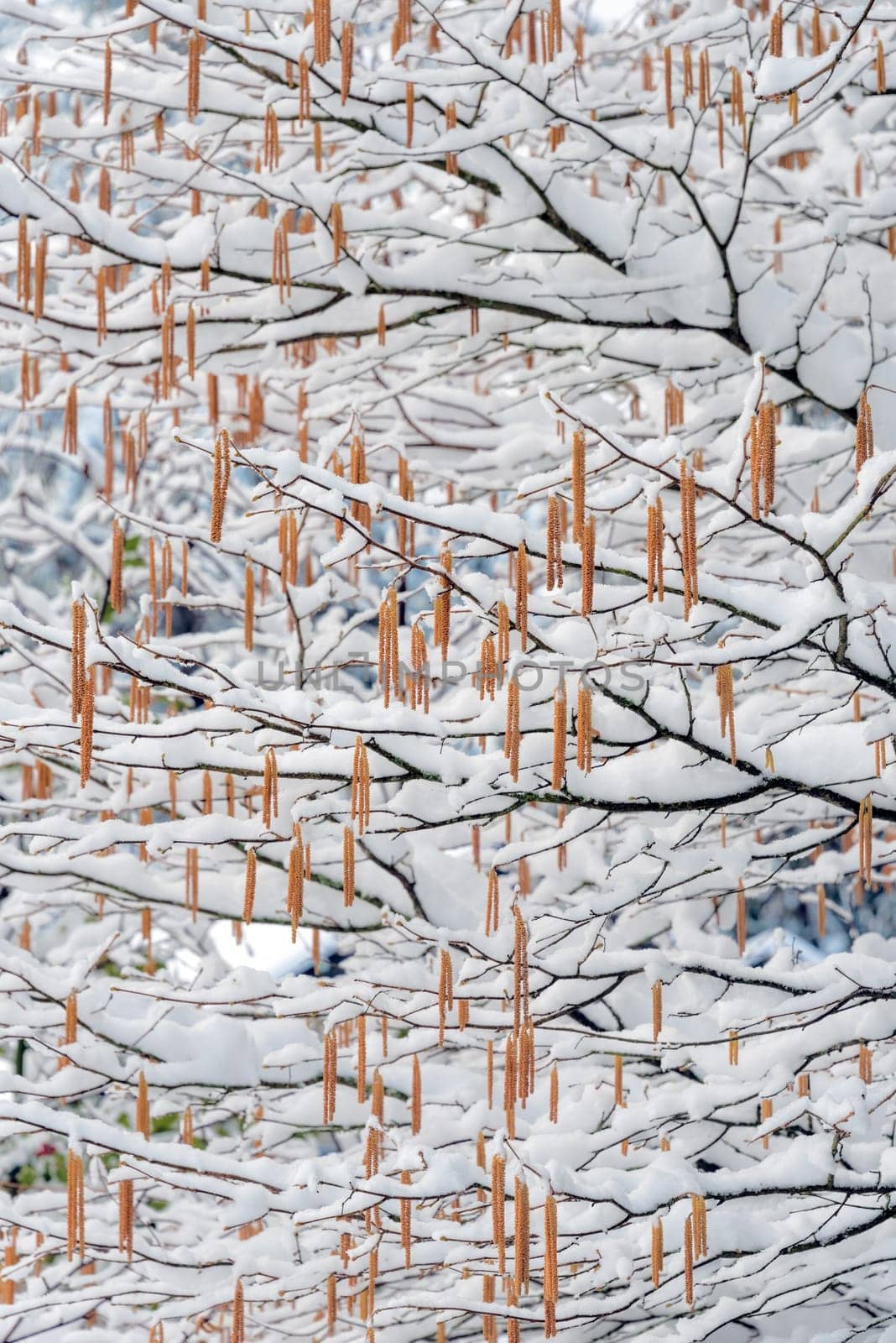 Tree branches with seeds covered in snow.