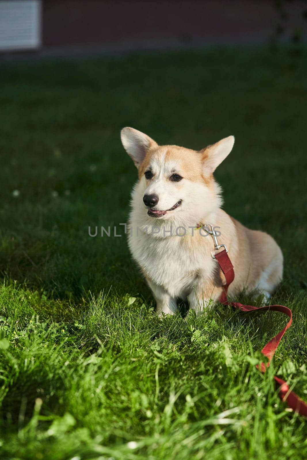 Welsh Corgi Pembroke dog sits on a manicured green lawn in a park in summer. High quality photo