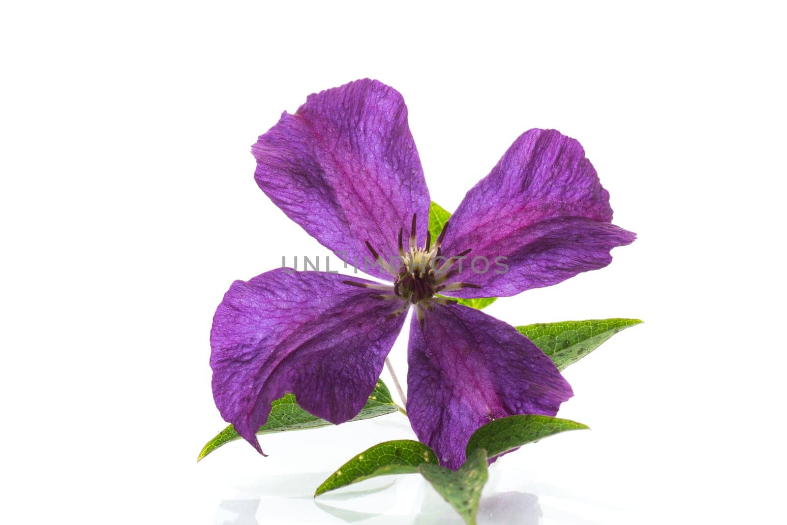 Purple beautiful single Clematis flower on a white background. by Rawlik