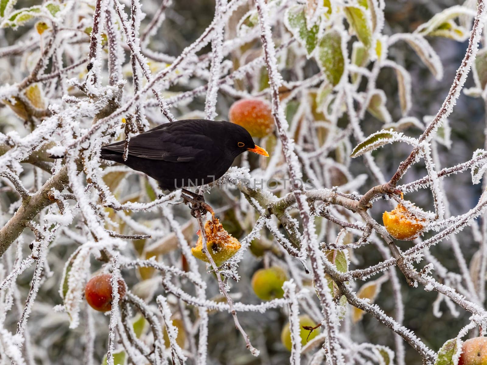 Blackbird feeding on a tree with green and yellow apples in winter with ice and snow