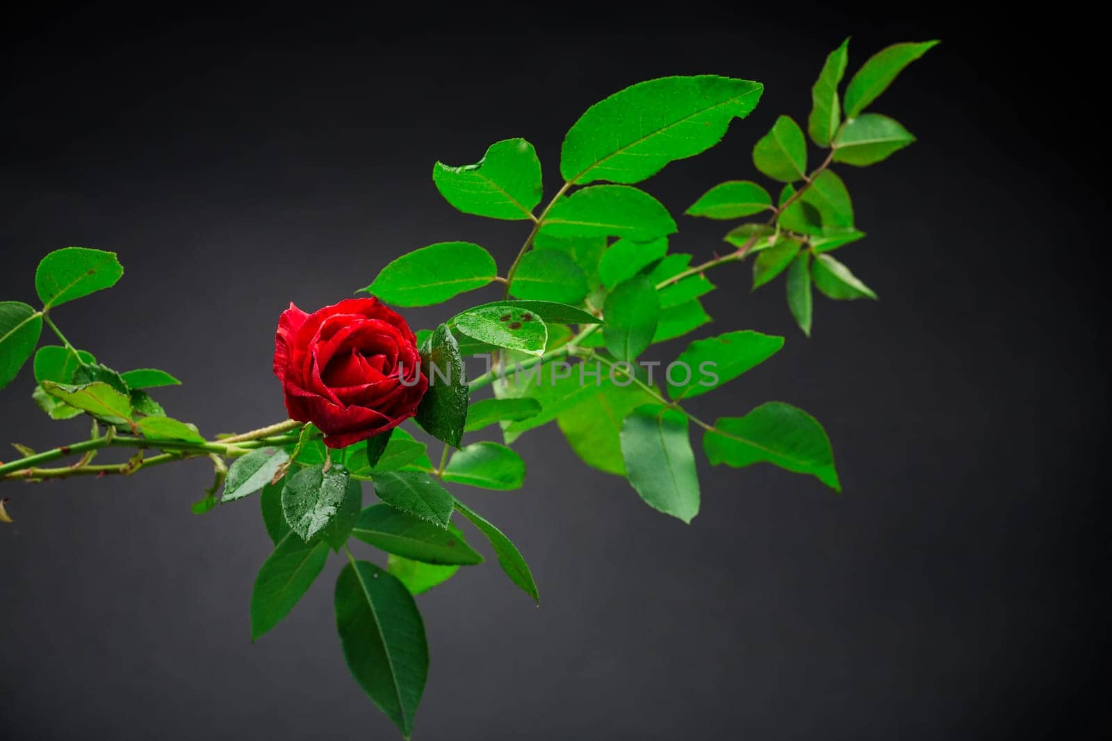 Red rose on a branch with foliage isolated on a black background.