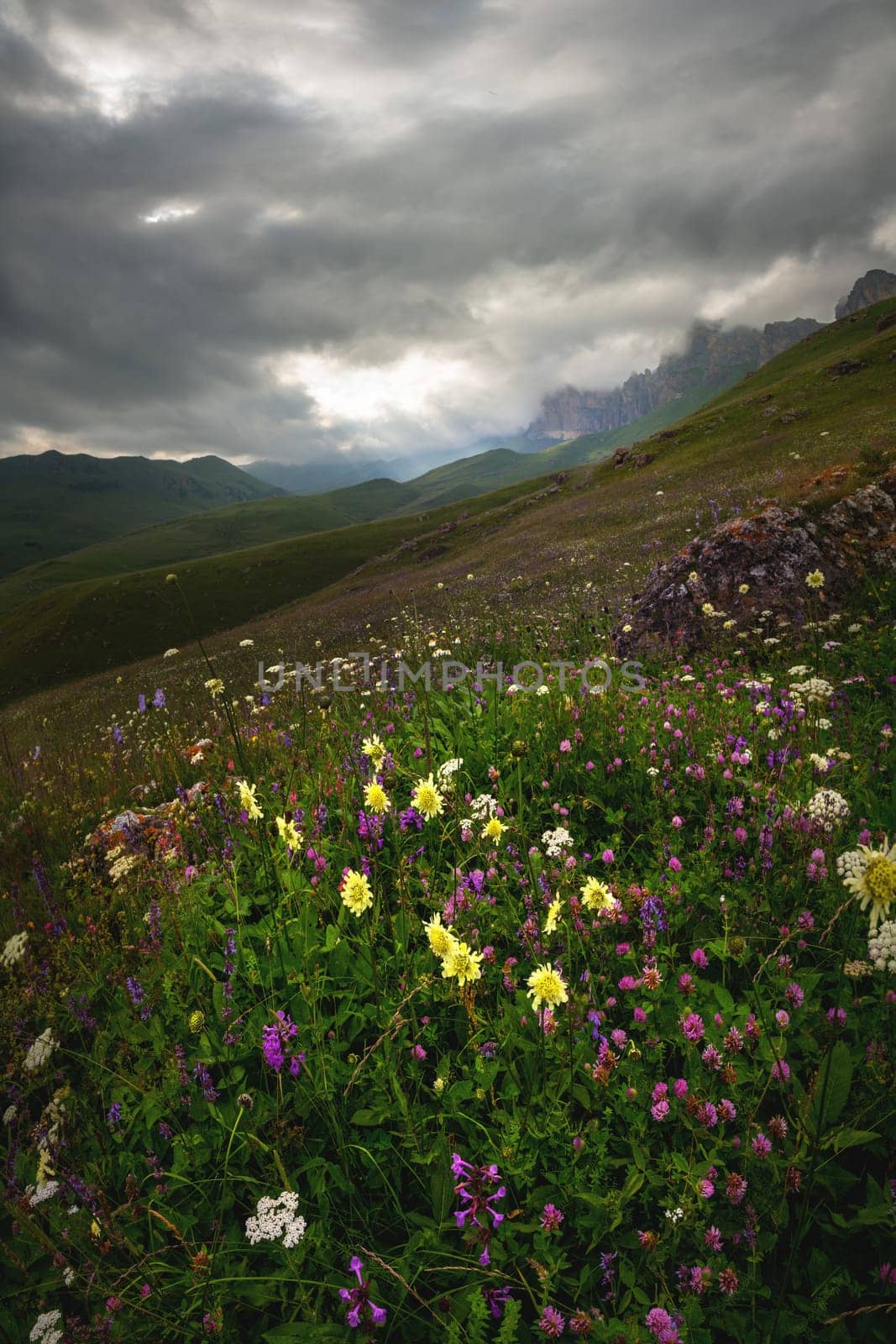 Daytime landscape in the mountains where plants bloom beautifully. Magnificent view of beautiful flowers on a sunny day. The picturesque landscape of an amazing natural place. Discover the beauty of the earth.