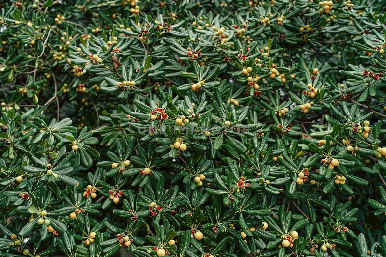 Yellow fruits on a green bush of pittosporum tobira in the garden. High quality photo
