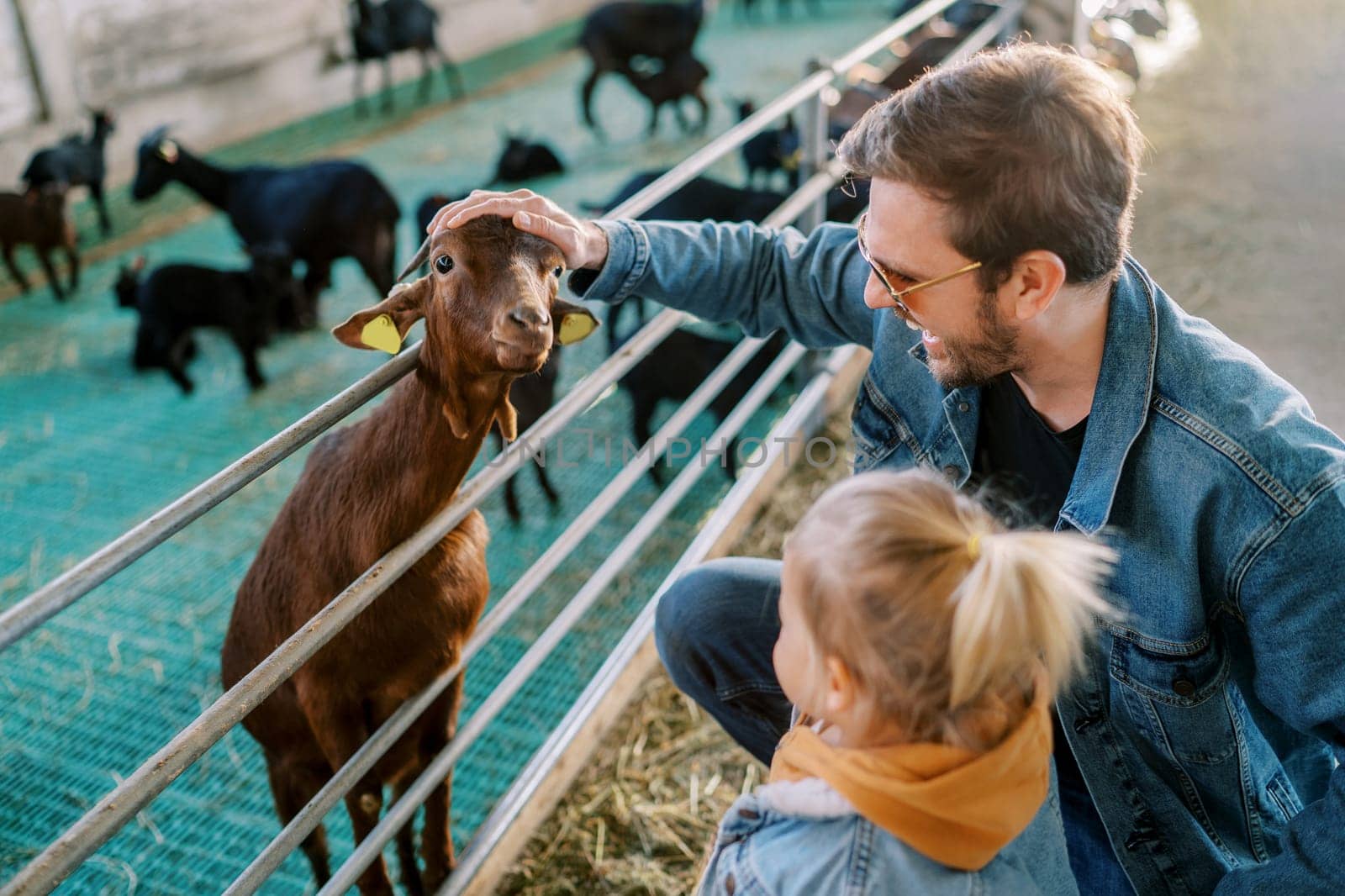 Little girl stands next to her dad stroking a goat head poking out over a pen fence by Nadtochiy