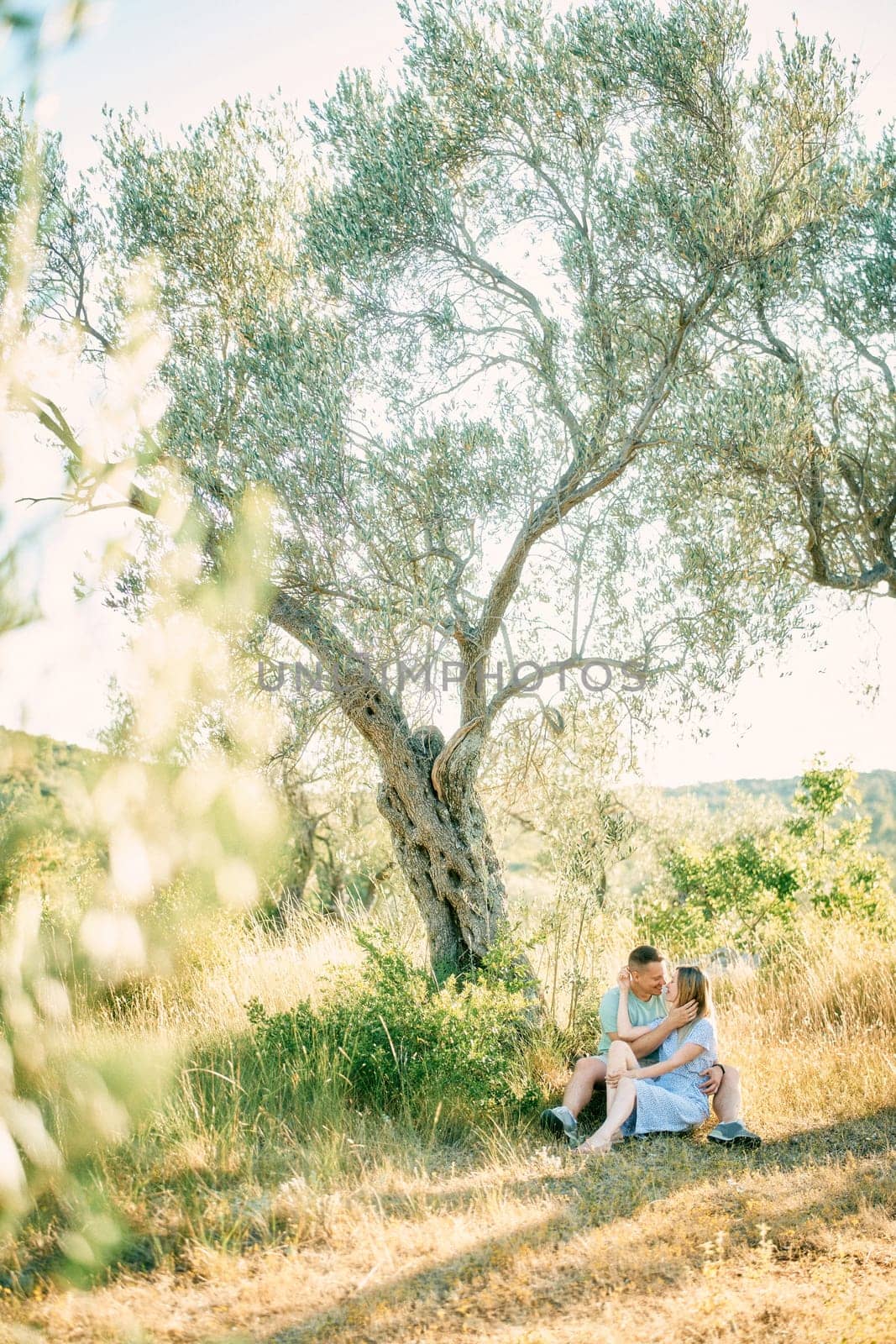 Man and woman sit hugging on the grass near an olive tree in a grove. High quality photo