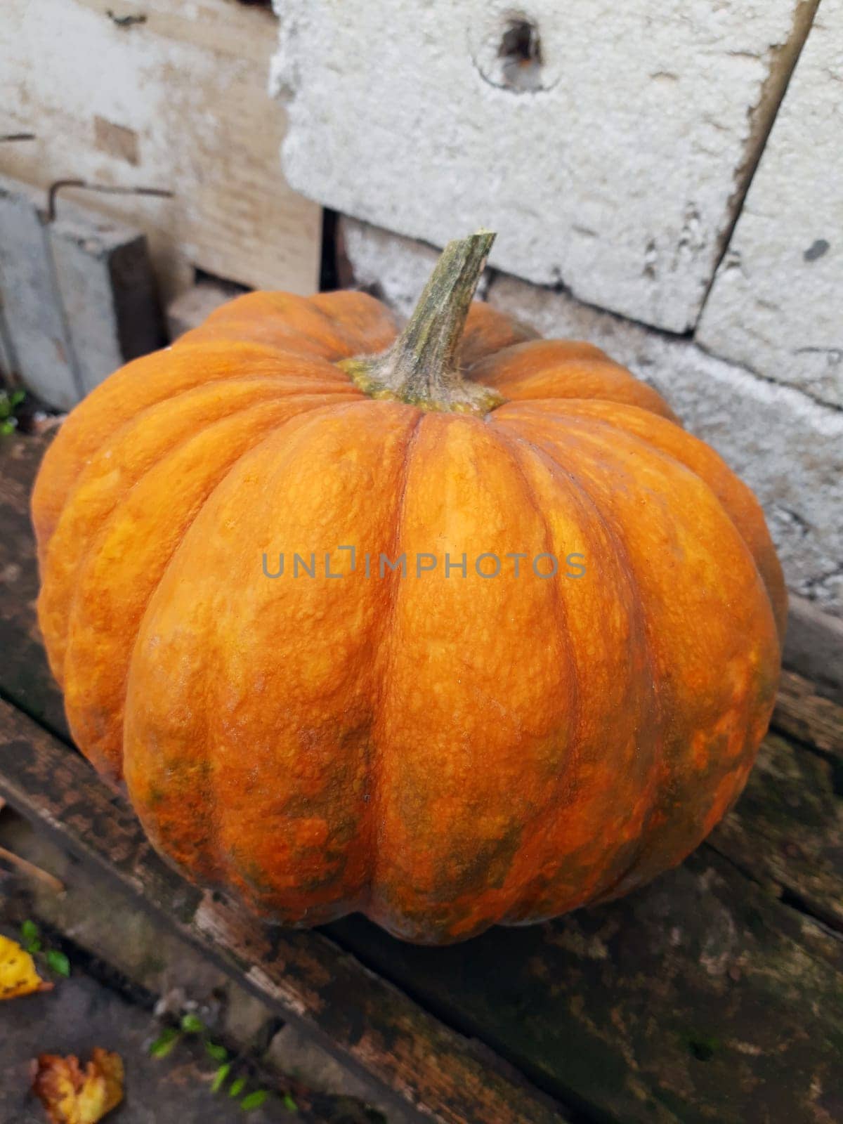 Ripe orange pumpkin on a wooden bench close-up.