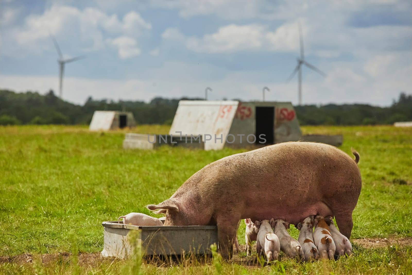Eco pig farm in the field in Denmark.