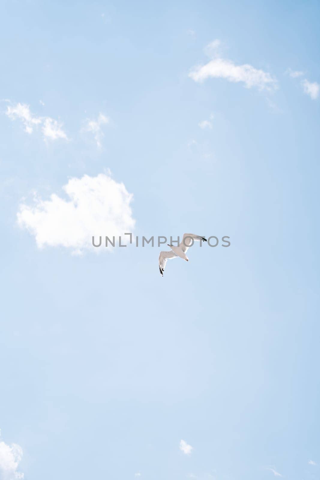White seagull soars in the cloudy sky. High quality photo