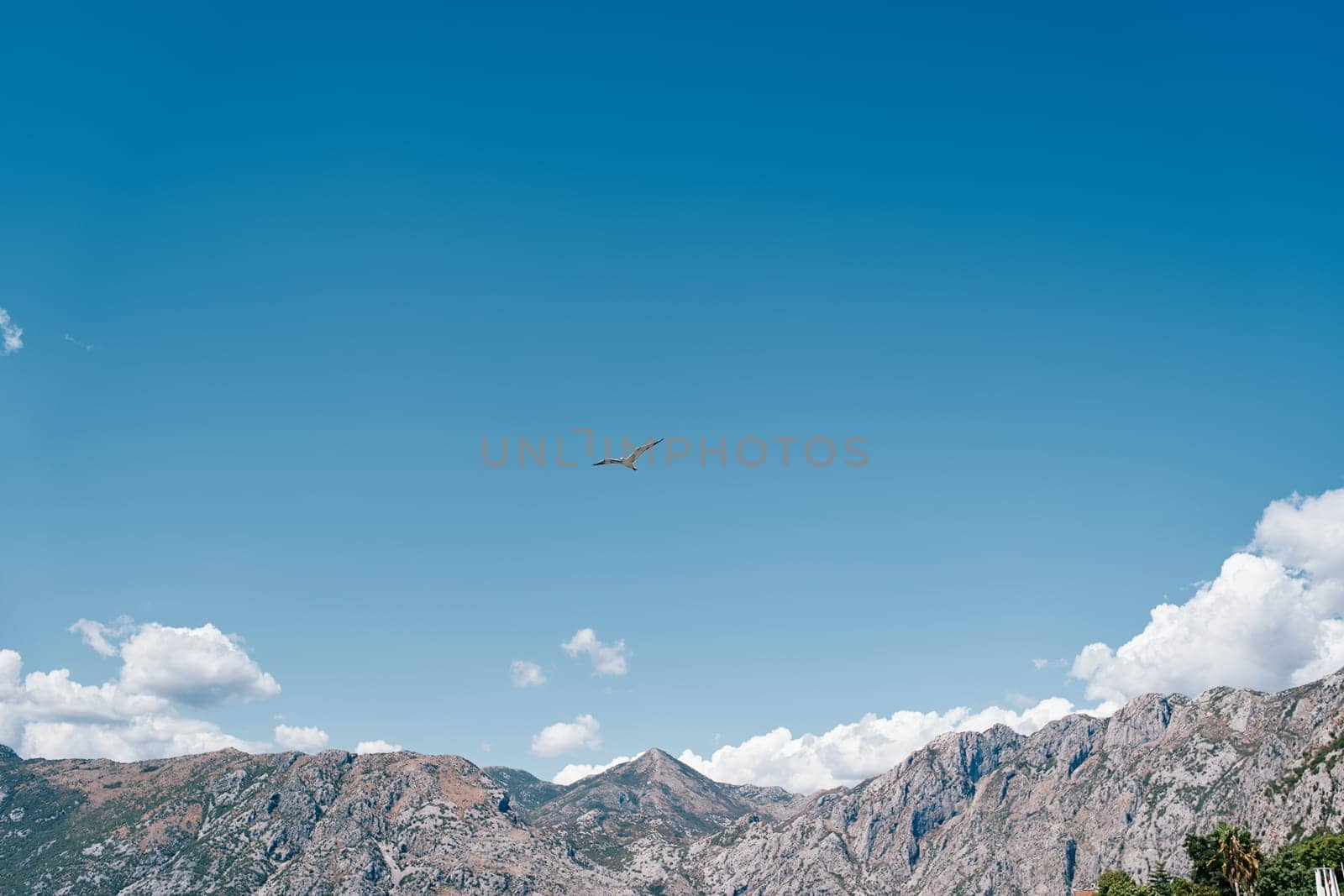 Albatross soars in the blue sky against the backdrop of a high mountain range by Nadtochiy