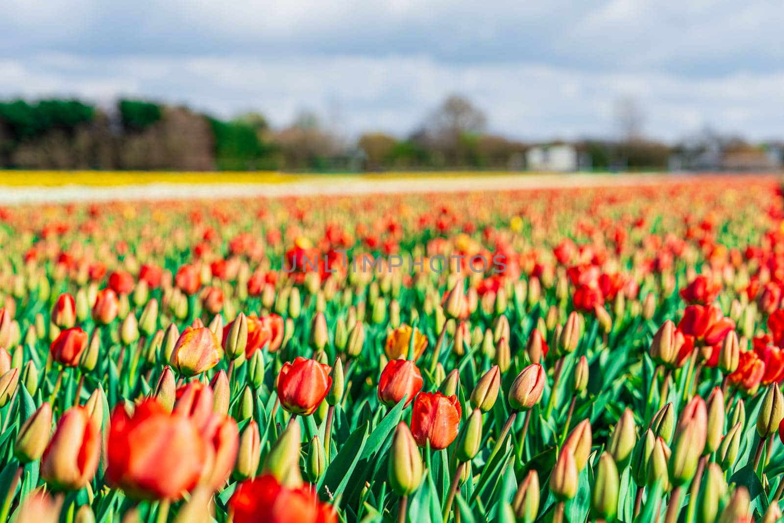 Stunning Display of Endless Red and Yellow Tulips in the Netherlands Landscape by PhotoTime