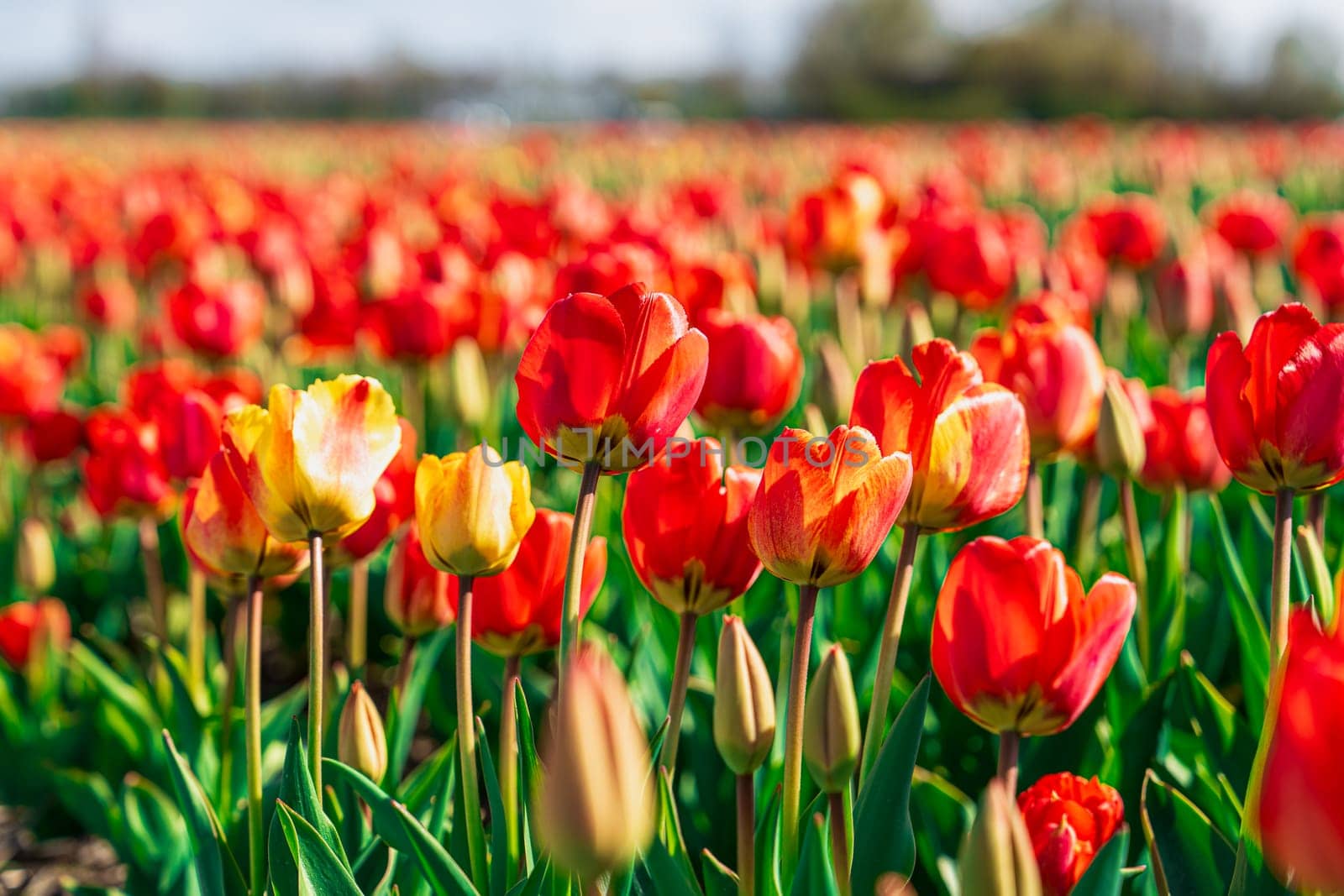 A stunning display of red and yellow tulips in a picturesque field in the Netherlands during spring, highlighting the vibrant colors and natural beauty of the landscape.