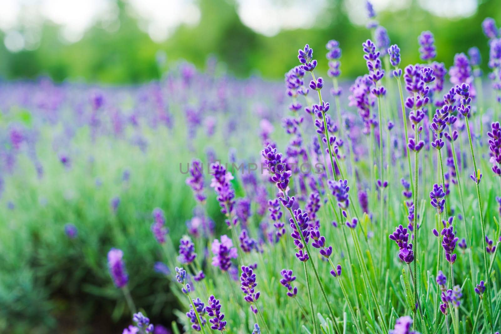 Idyllic Lavender Field with Lush Purple Blooms Against the Blue Sky by PhotoTime