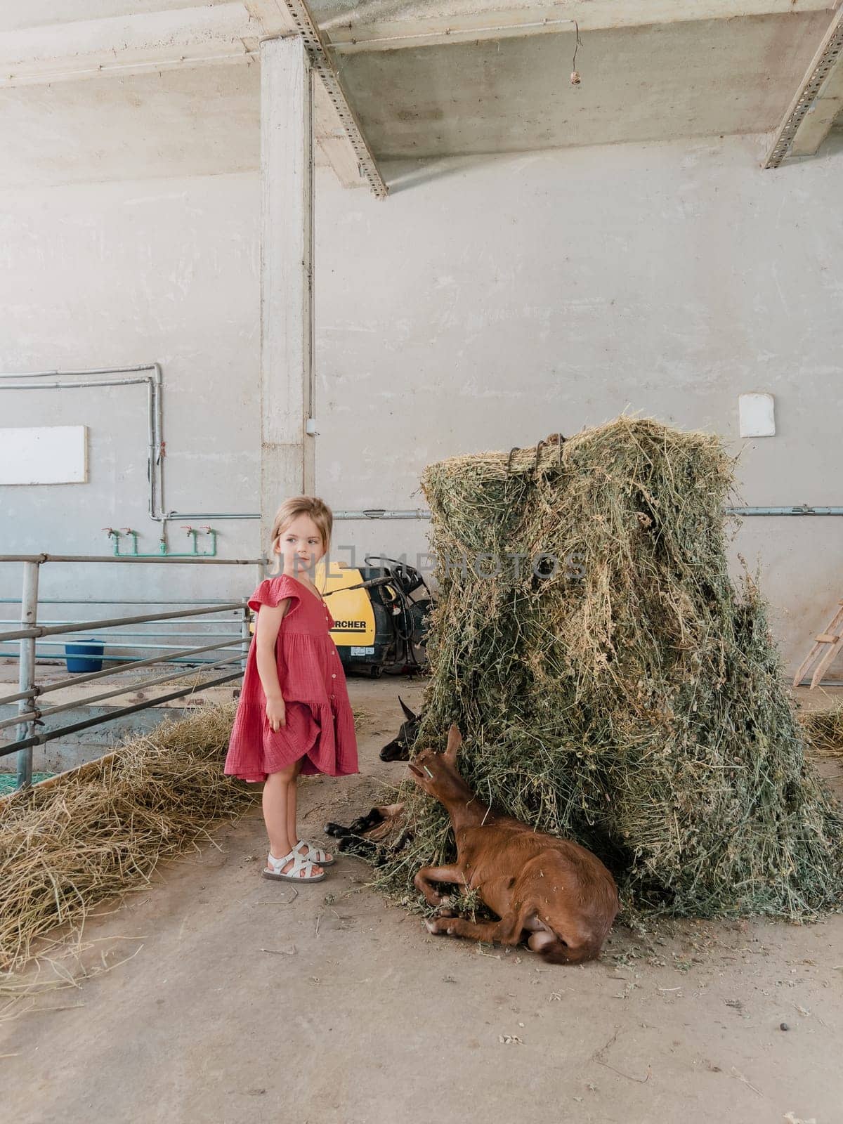 Little girl stands near the goatlings lying on a haystack by Nadtochiy