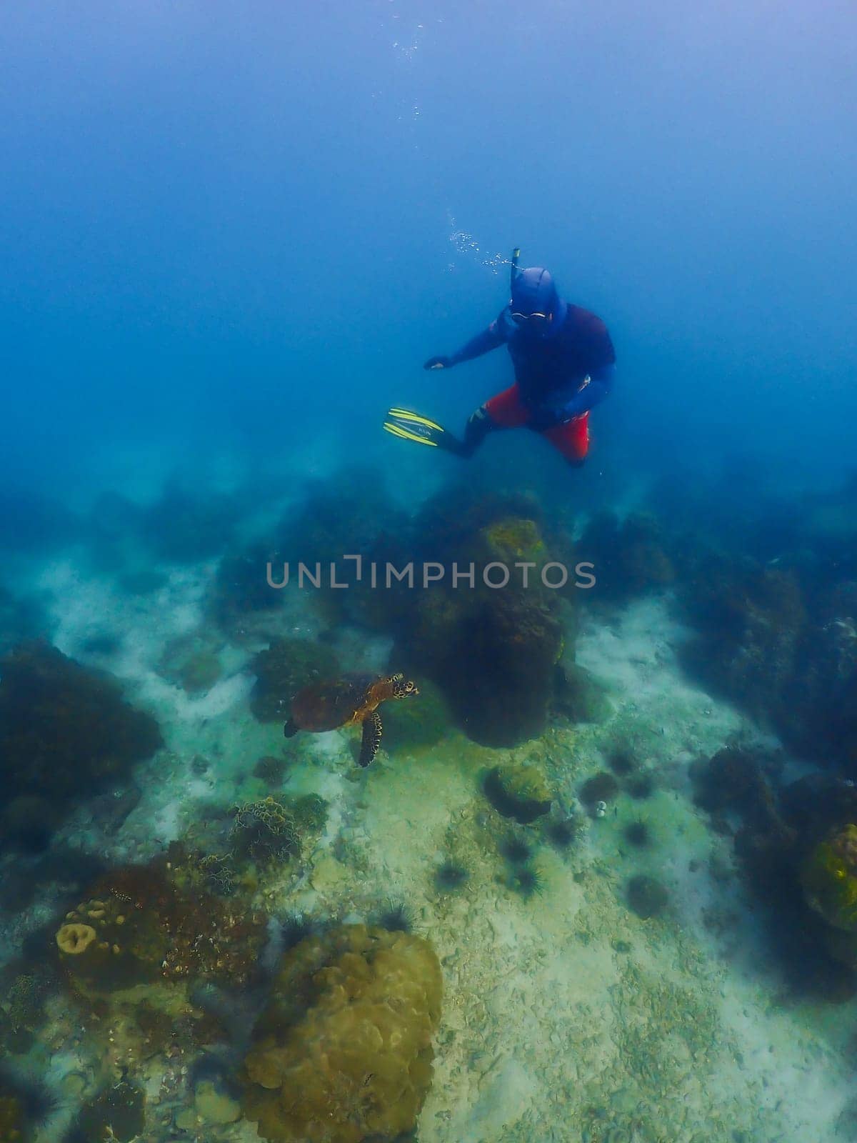 snorkeling trip at Samaesan Thailand. men dive underwater with turtles in the coral reef sea pool. Travel lifestyle, watersport adventure, swim activity on a summer beach holiday