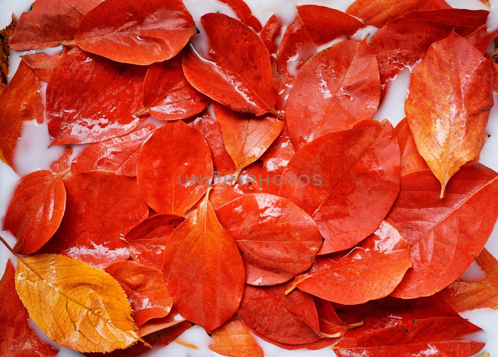 Wet red autumn leaves on white liquid background. Top view by Nadtochiy