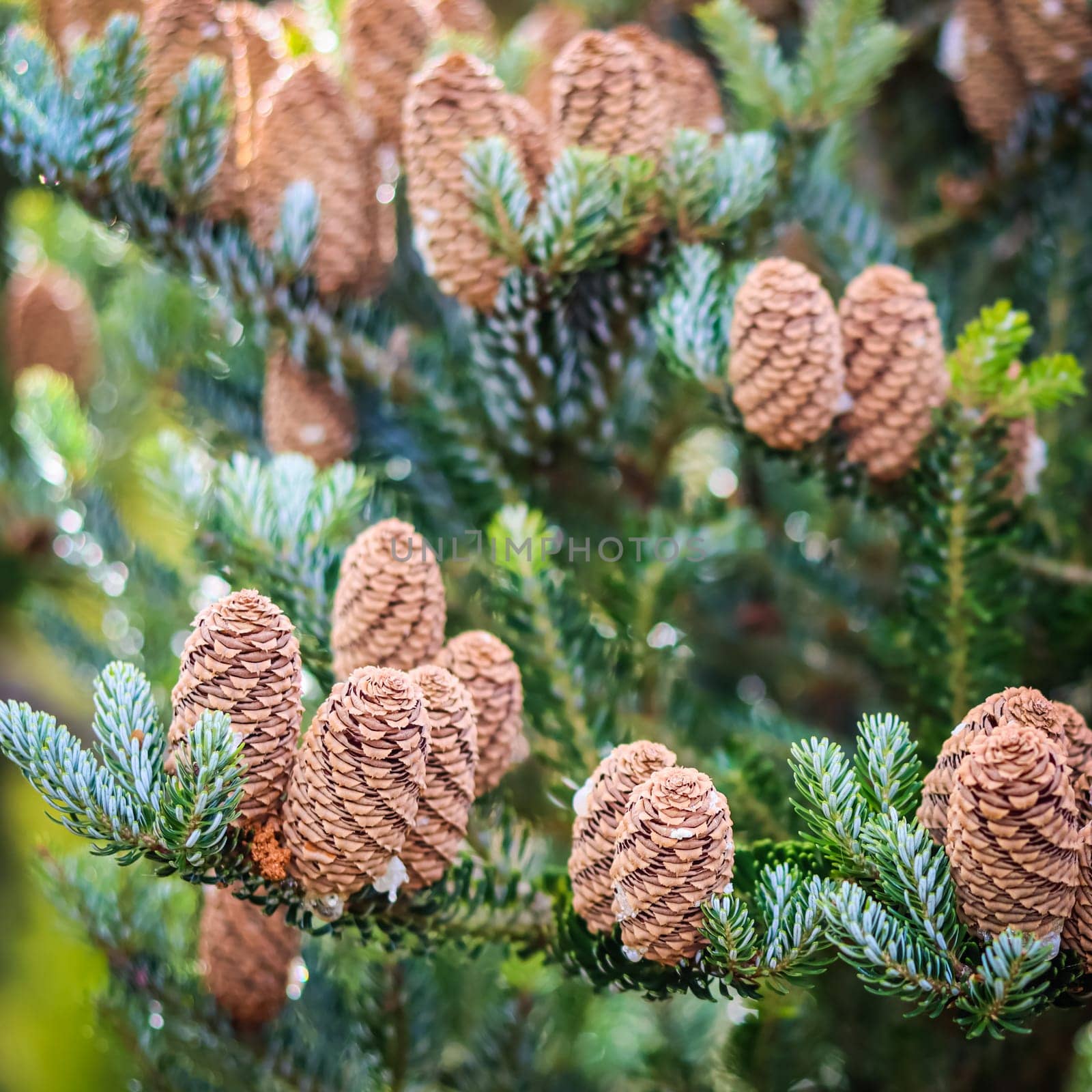 A branch of Korean fir with cones in autumn. Natural background by Olayola