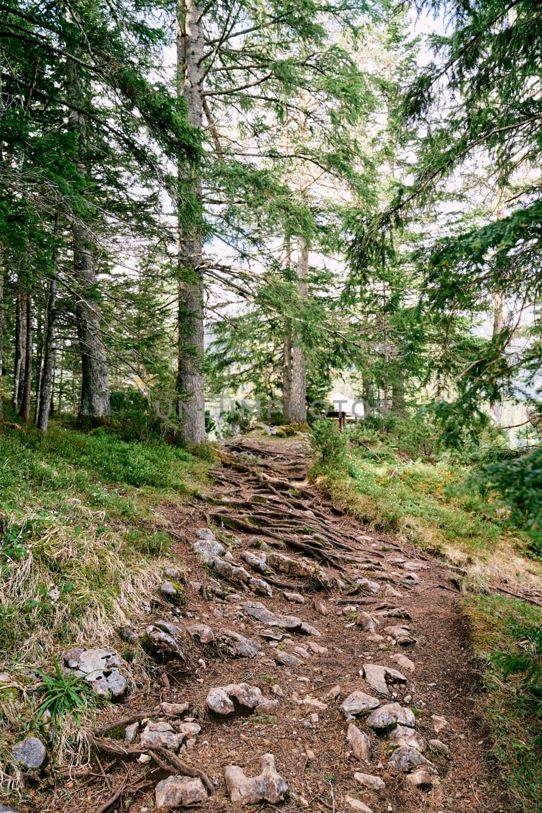 Rocky mountain path intertwined with the roots of coniferous trees on a slope in the forest by Nadtochiy