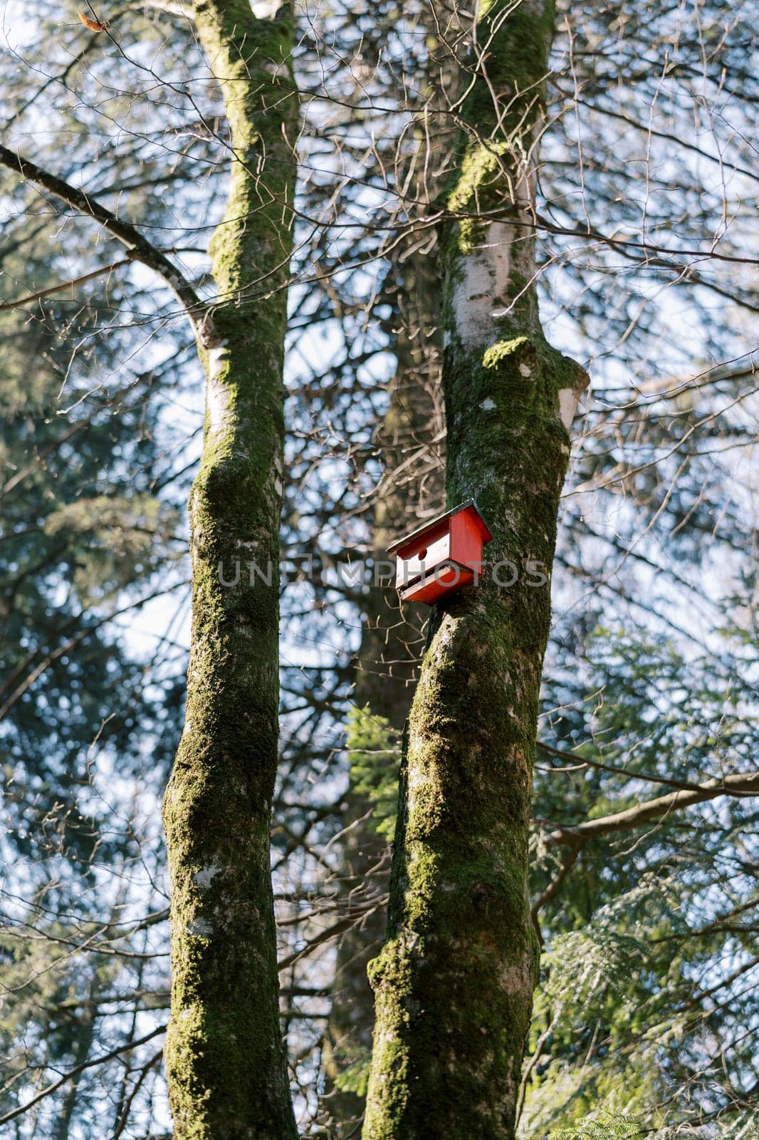 Wooden birdhouse hanging on a tree covered with moss in the forest by Nadtochiy