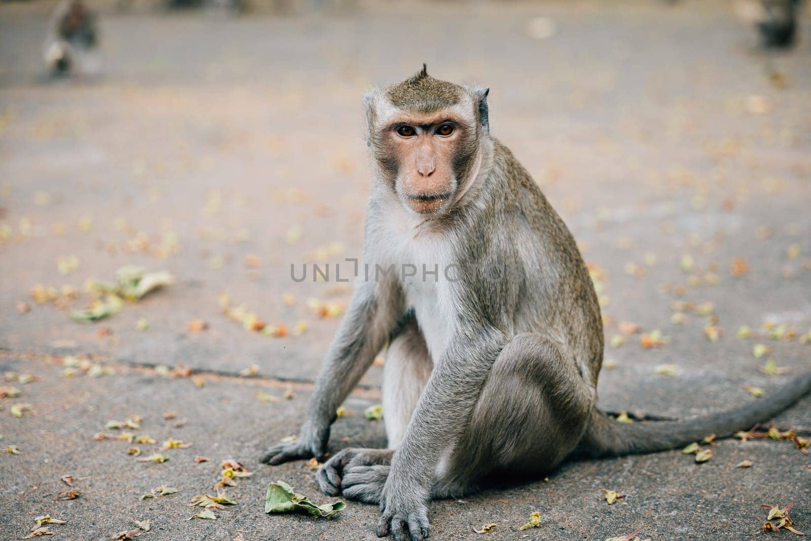 A small cynomolgus monkey in the rainforest holding food looking at the environment by Sorapop