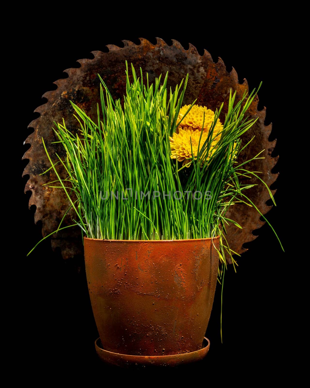 Creative still life with old rusty saw blade and grass in a flower pot on a black background