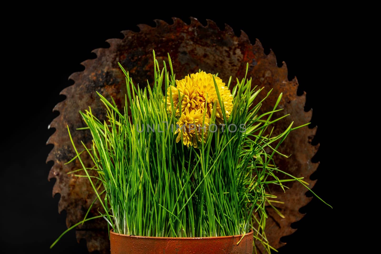 Creative still life with old rusty saw blade and grass in a flower pot on a black background