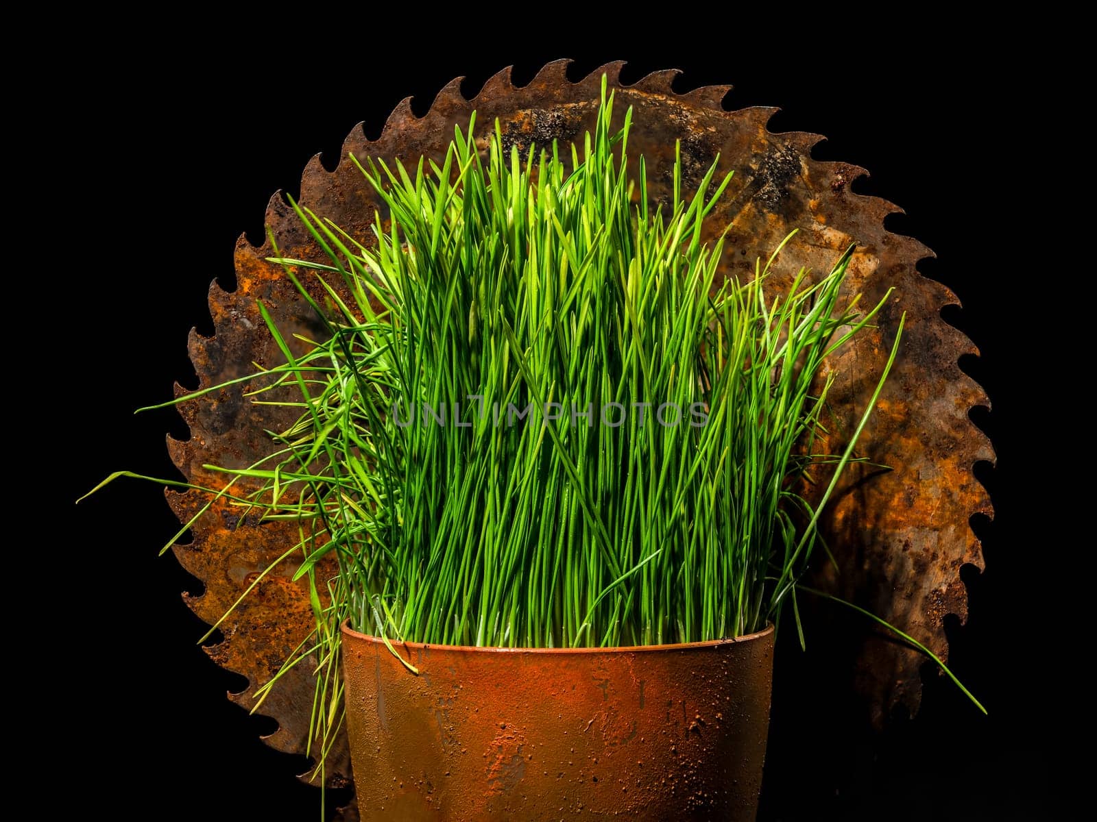 Creative still life with old rusty saw blade and grass in a flower pot on a black background