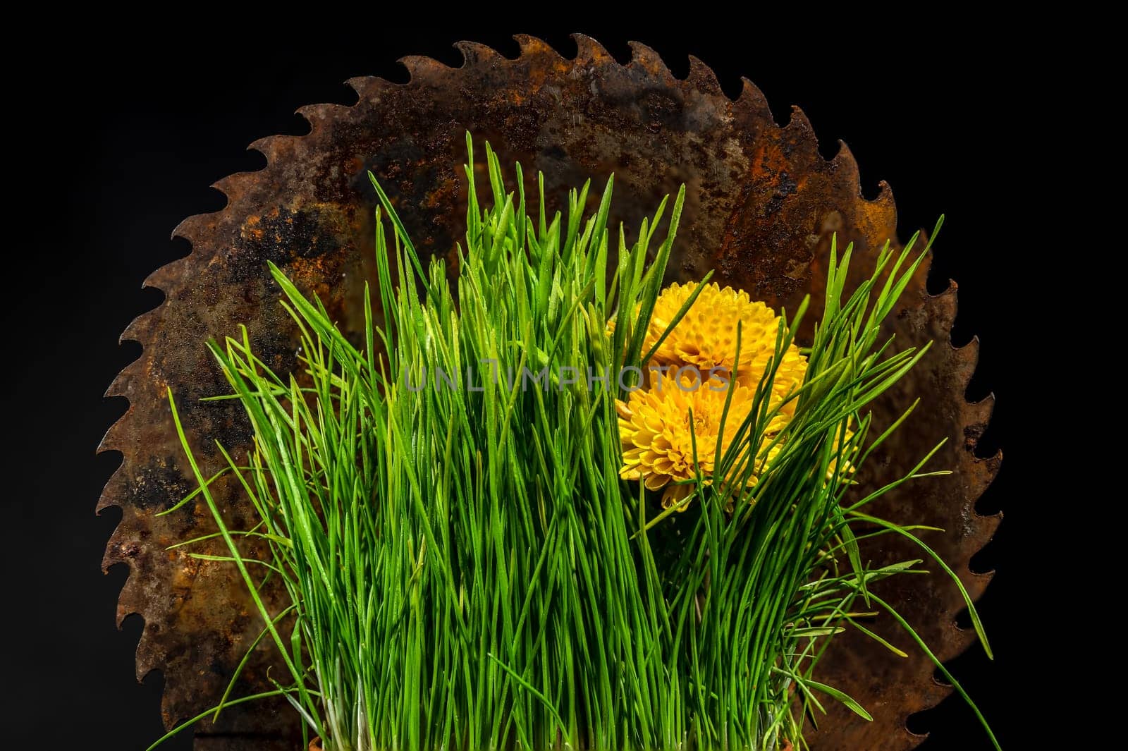 Creative still life with old rusty saw blade and grass in a flower pot on a black background