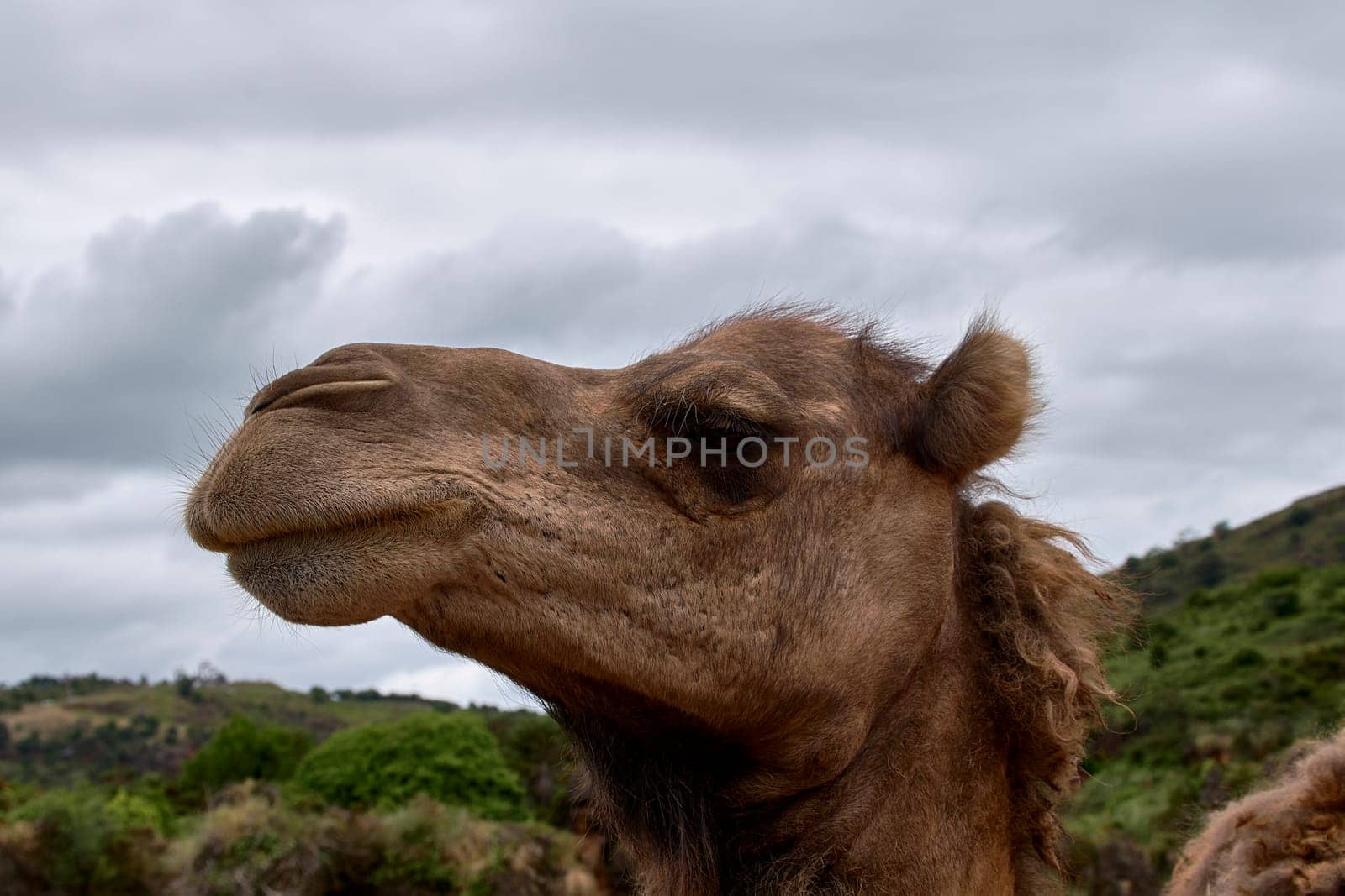 Detail of the head of a dromedary. Cloudy sky, texture, hairs, eye, nose, nose mouth smile