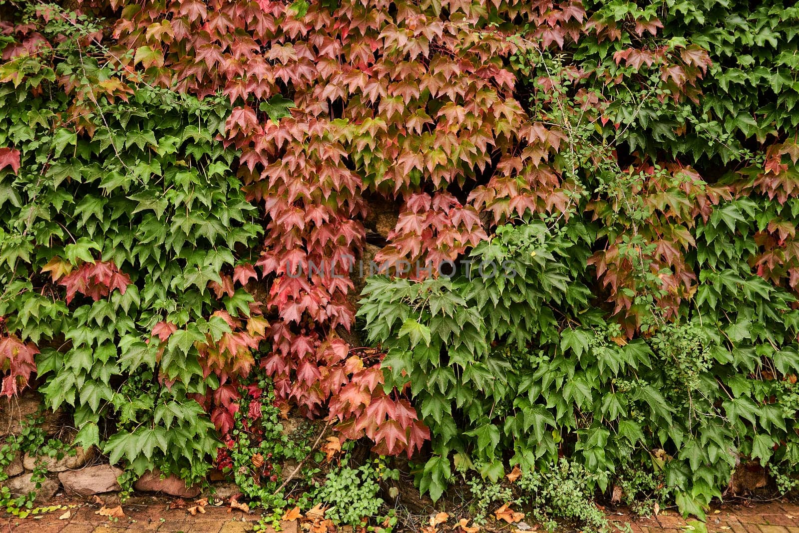 Wall covered with ivy leaves in red and green colours. Stone, front view, autumn, detail, fruits