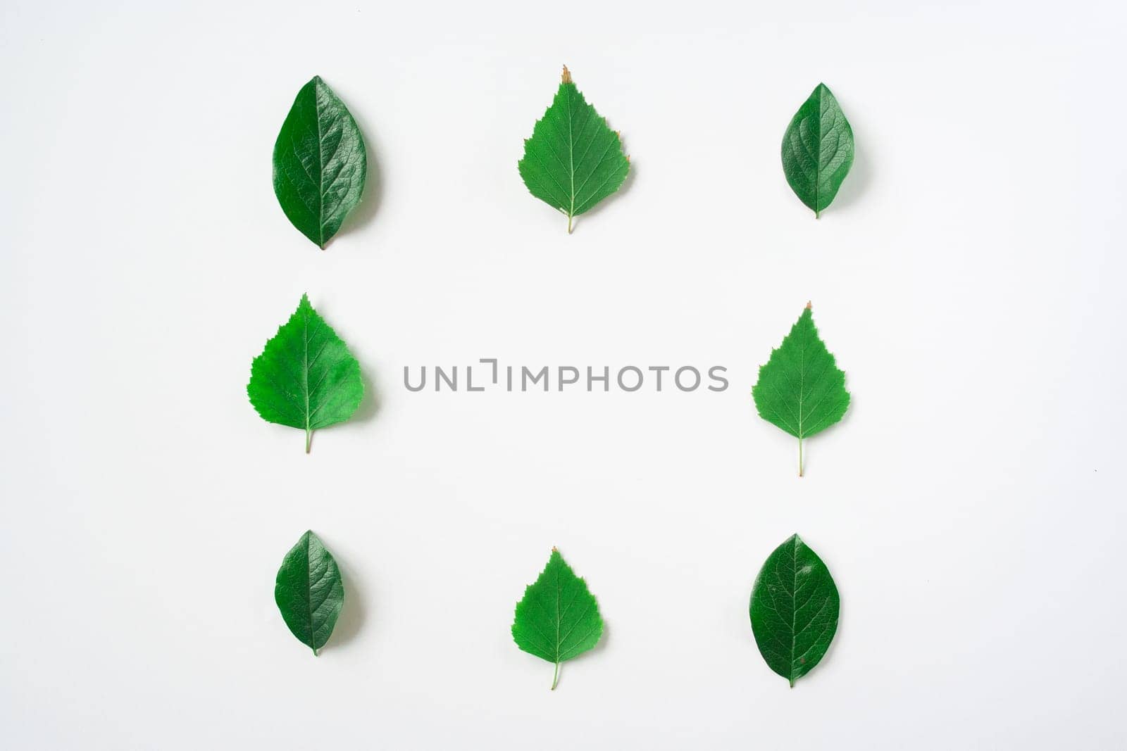 green leaves square frame banner top view isolated on white background with copy space. flat lay