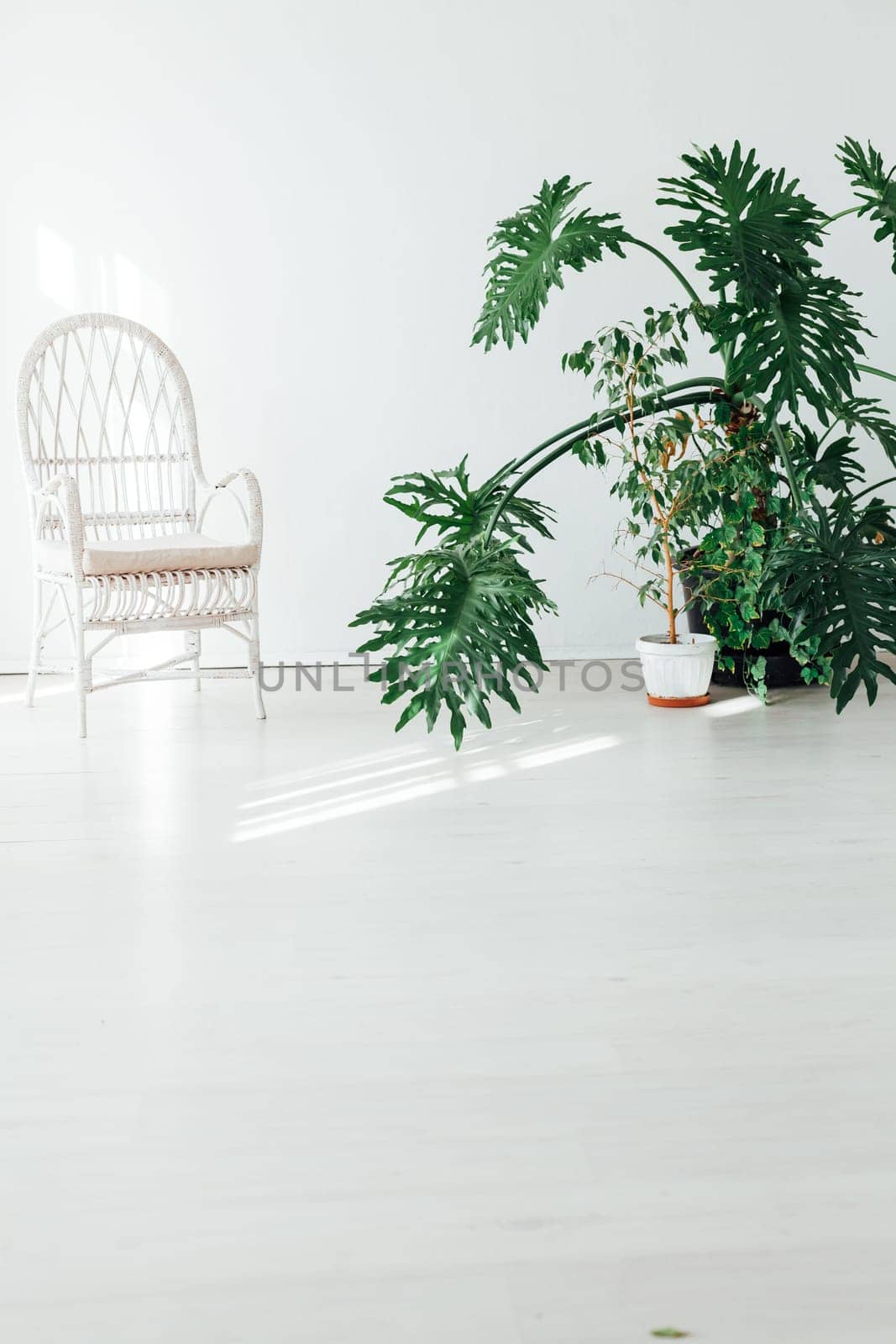 green home plant and white chair in the interior of the room