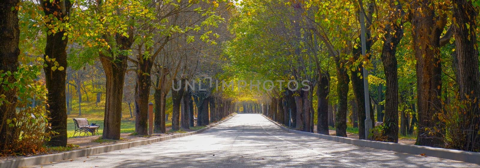 Beautiful romantic alley in the park with yellow-green autumn trees and sunlight. Autumn nature background.