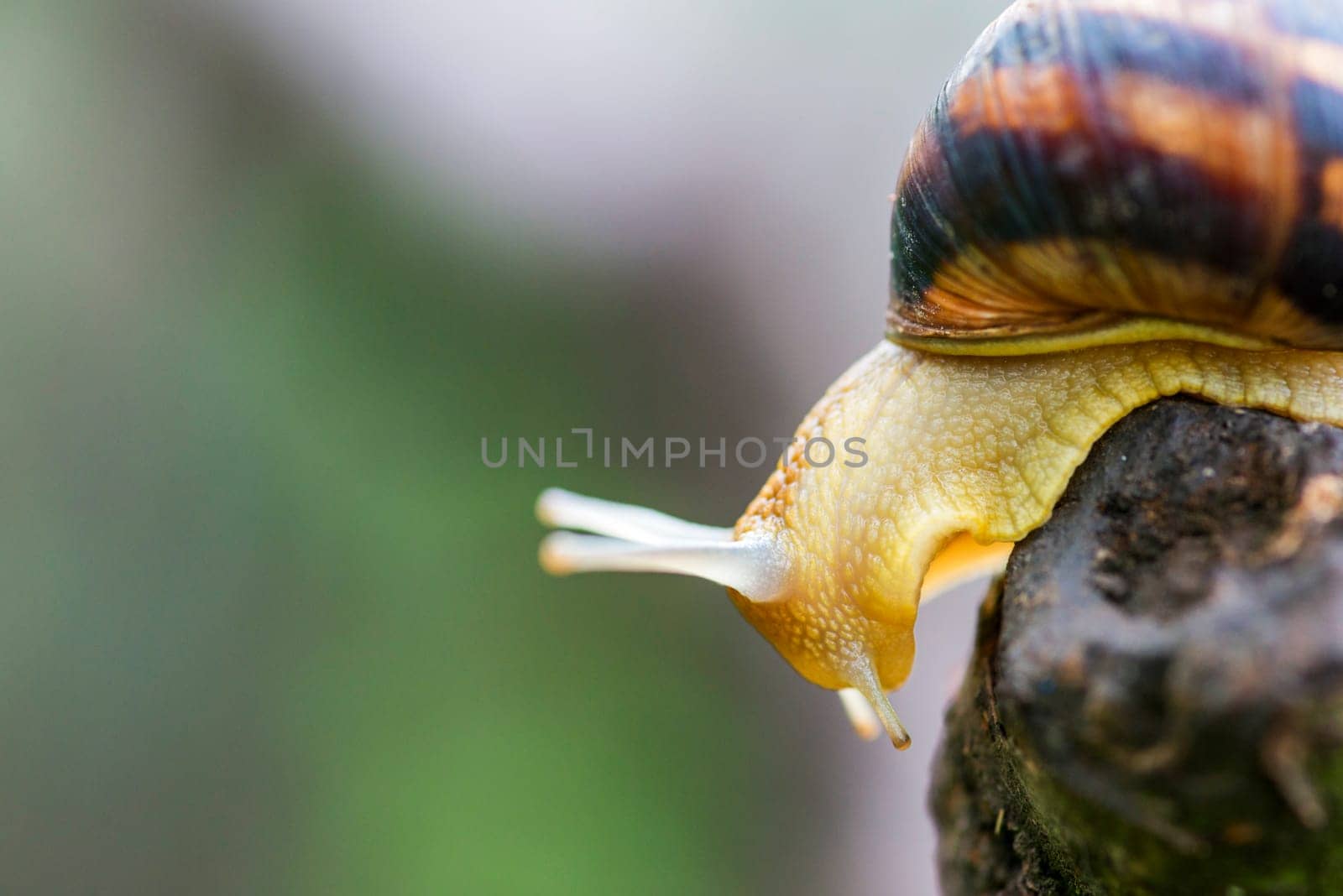 Snail on the tree in the garden. Snail gliding on the wet wooden texture. A common garden snail crawling on a stump.