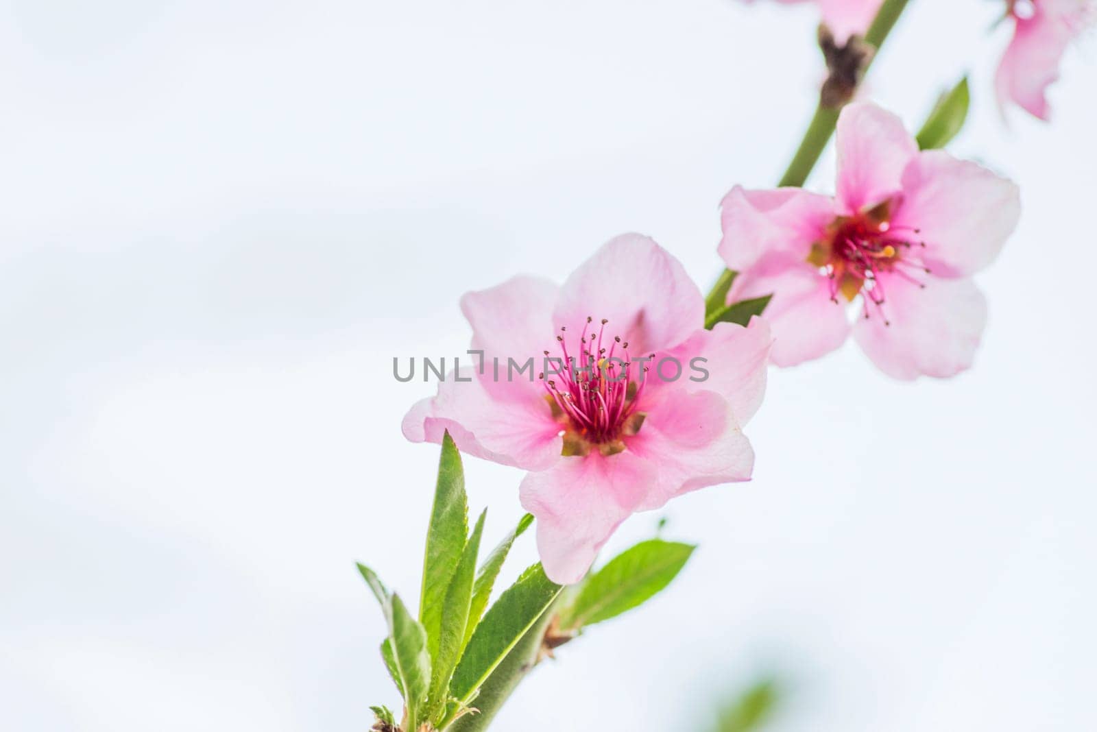 Peach blossom in spring. Peach flower blooming in the garden, closeup.