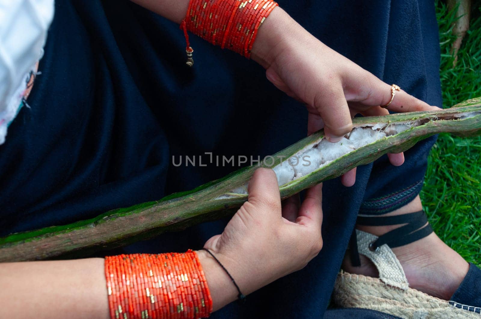 overhead shot of an indigenous girl from Latin America peeling a large guanba with her hands, you can see the white, hairy fruit inside. guava day. High quality photo