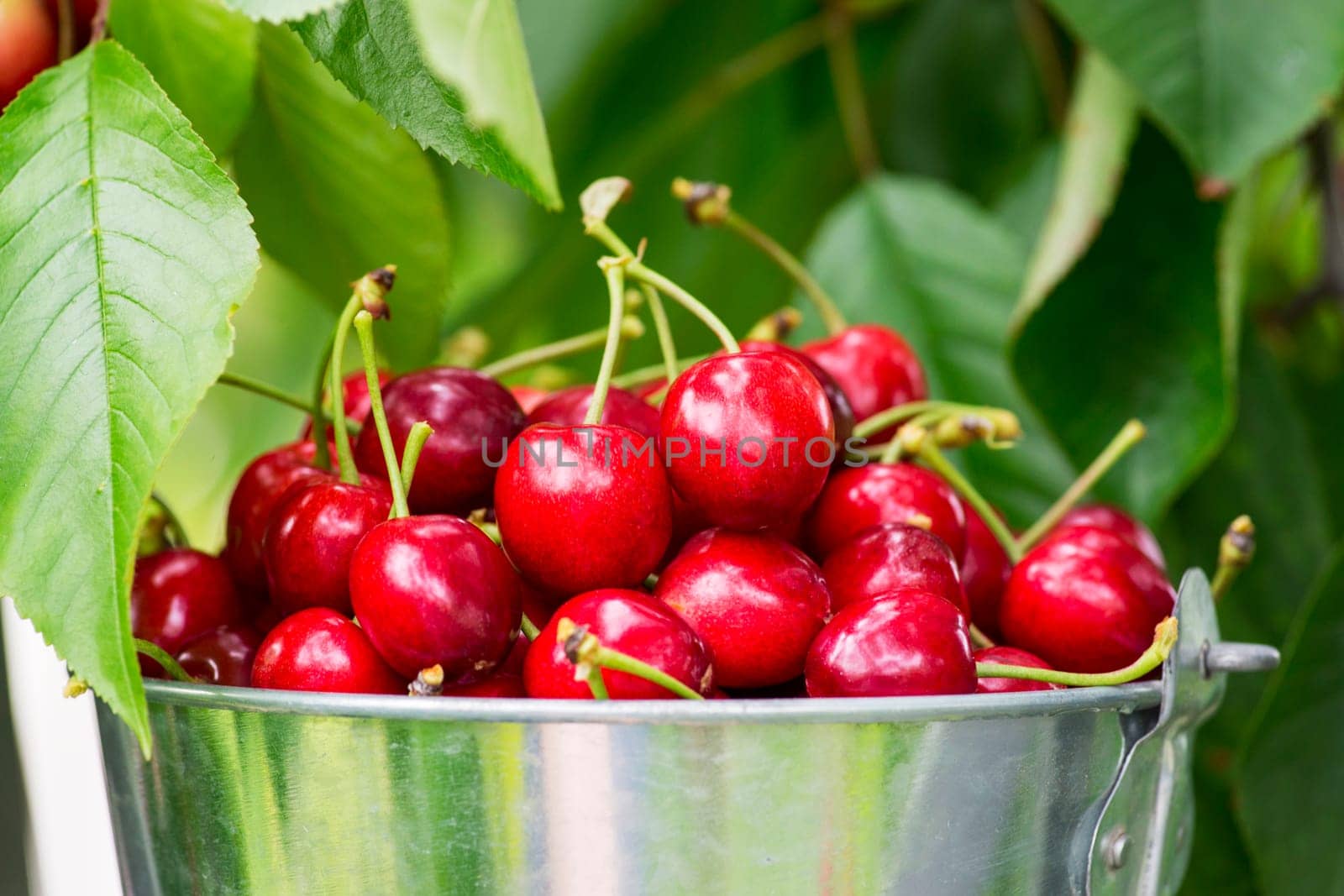 Harvesting cherries in the garden. Bucket of cherries on cherry branches background. Fresh red sour cherries harvest in bucket.