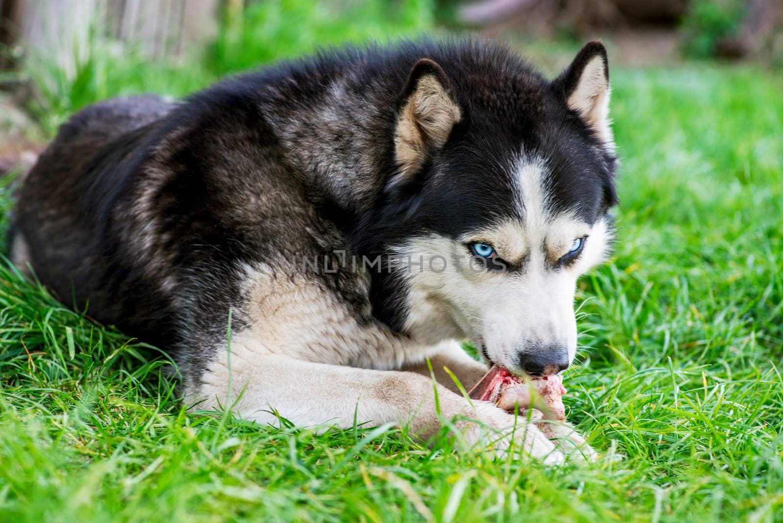 Black and white Siberian husky eats bone on meadow. Dog breed Siberian Husky on the green grass.