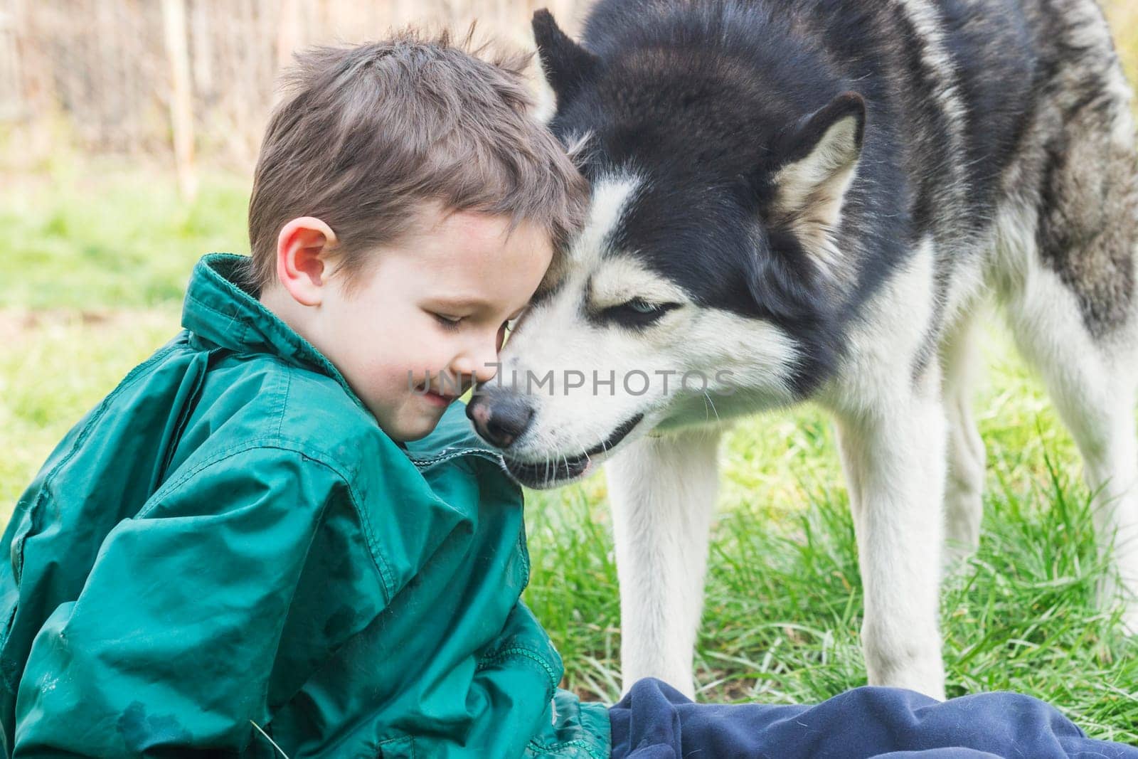 Boy playing with his dog. Happy child plays with siberian husky dog. Active children concept.