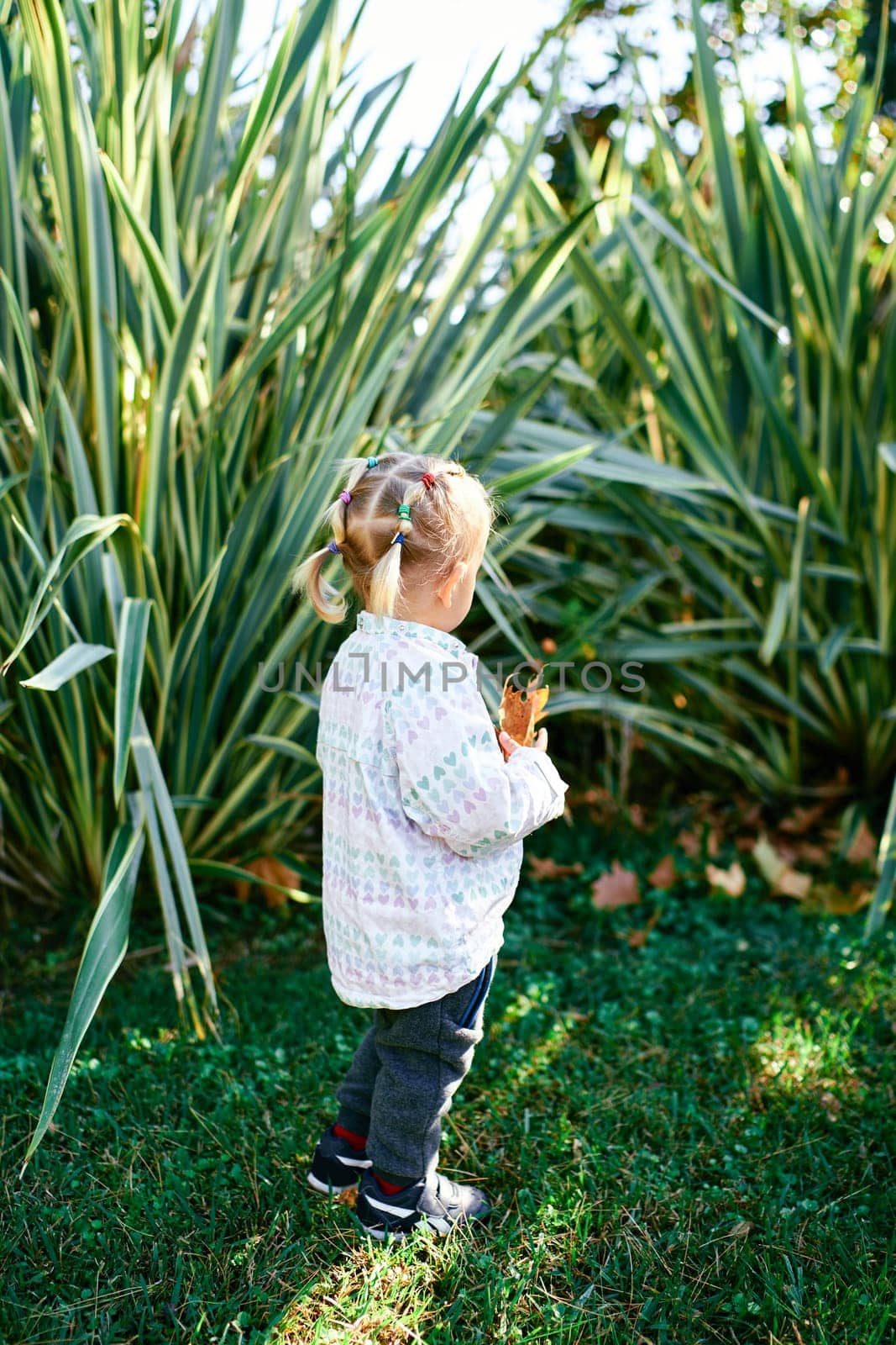 Little girl with a yellow leaf in her hand stands in the garden looking at a green bush. Back view. High quality photo