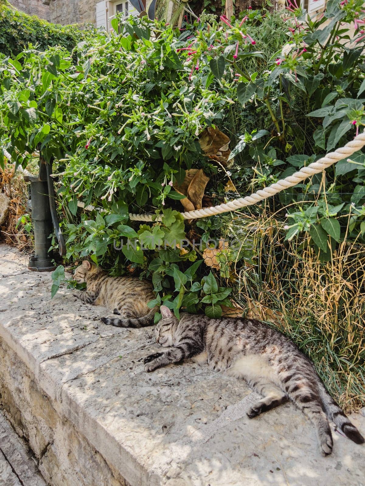 Striped cats sleep on a stone fence near green bushes. High quality photo