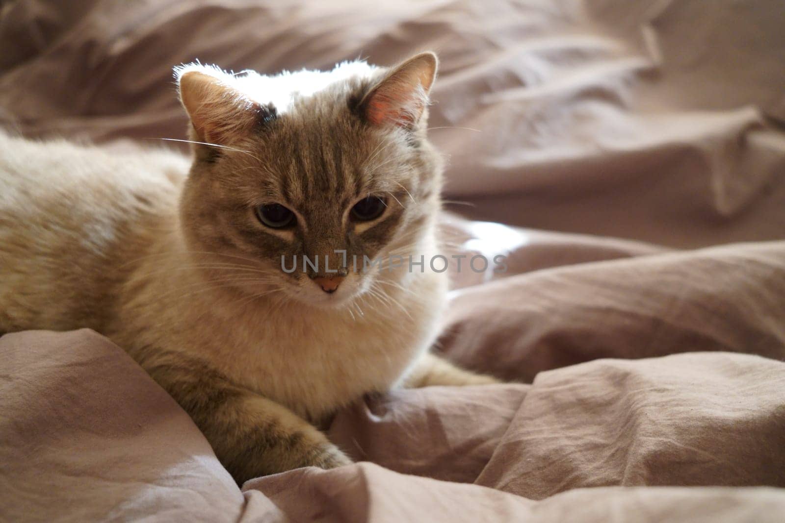 Front view of a cute beautiful Siamese breed cat on a classic brown blanket by tewolf