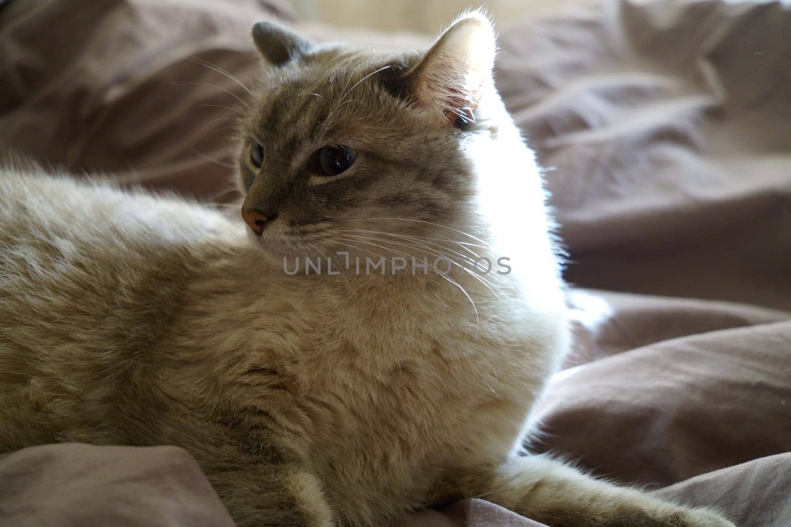 Front view of a cute beautiful Siamese breed cat on a classic brown blanket. High quality photo