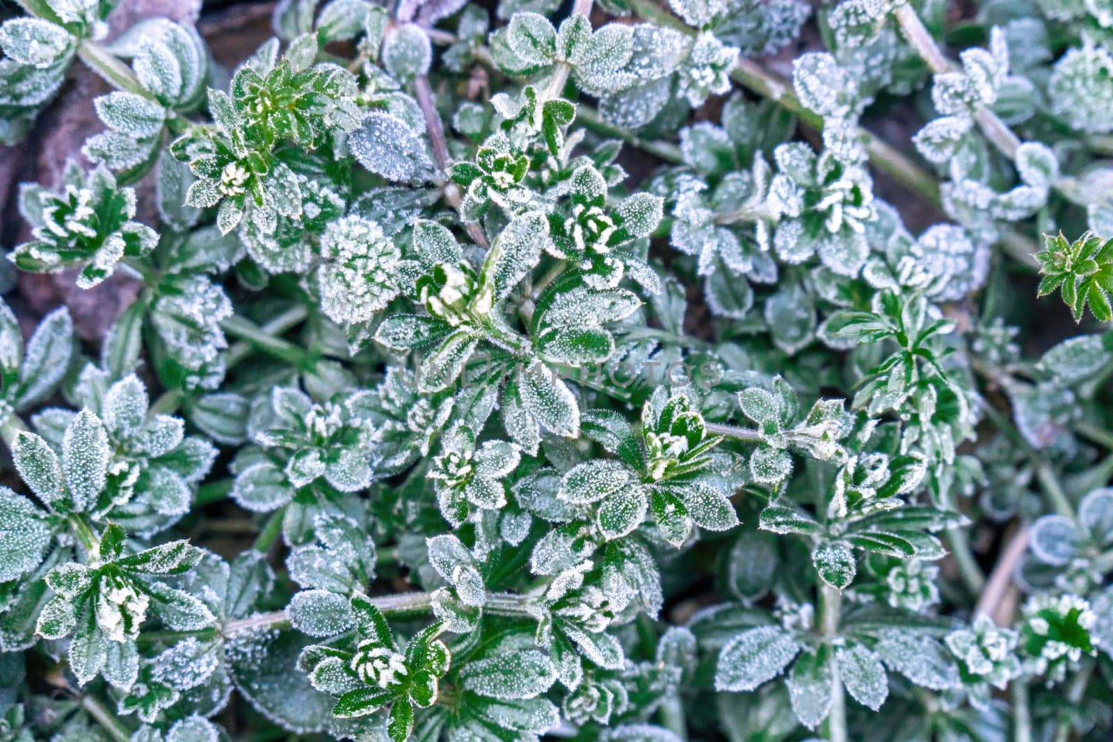 Beautiful frozen microcosmos. Freezing weather frost action in nature. First frost at frozen field plants close-up autumn shot