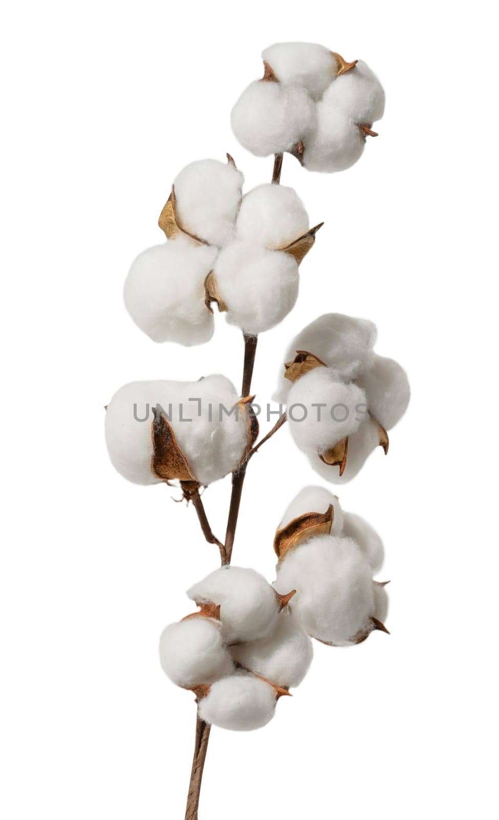 Dry cotton branch on white isolated background by ndanko