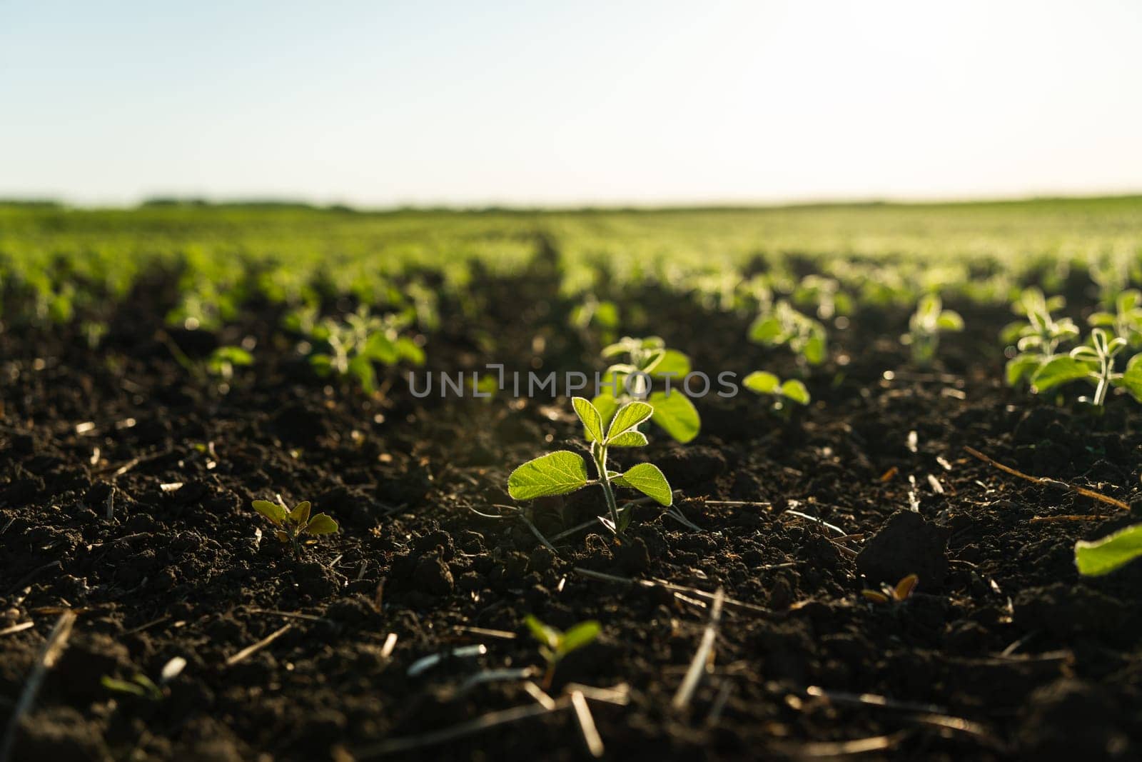 Field with young bean sprouts in the summer, a crop of beans in the field. Soybean agricultural plant in a field grows in a row with other sprouts. Selective focus. Soft focus