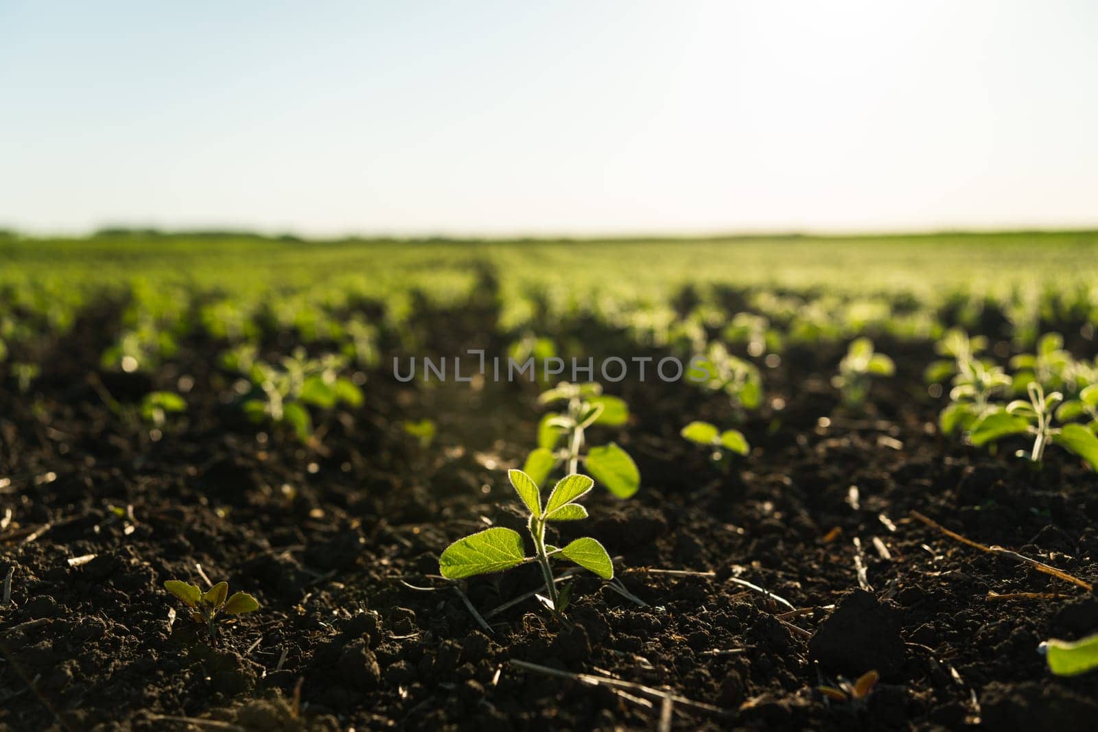 A tender sprout of a soybean agricultural plant in a agricultural soy beans field grows in a row with other sprouts. Selective focus. Soft focus. by vovsht