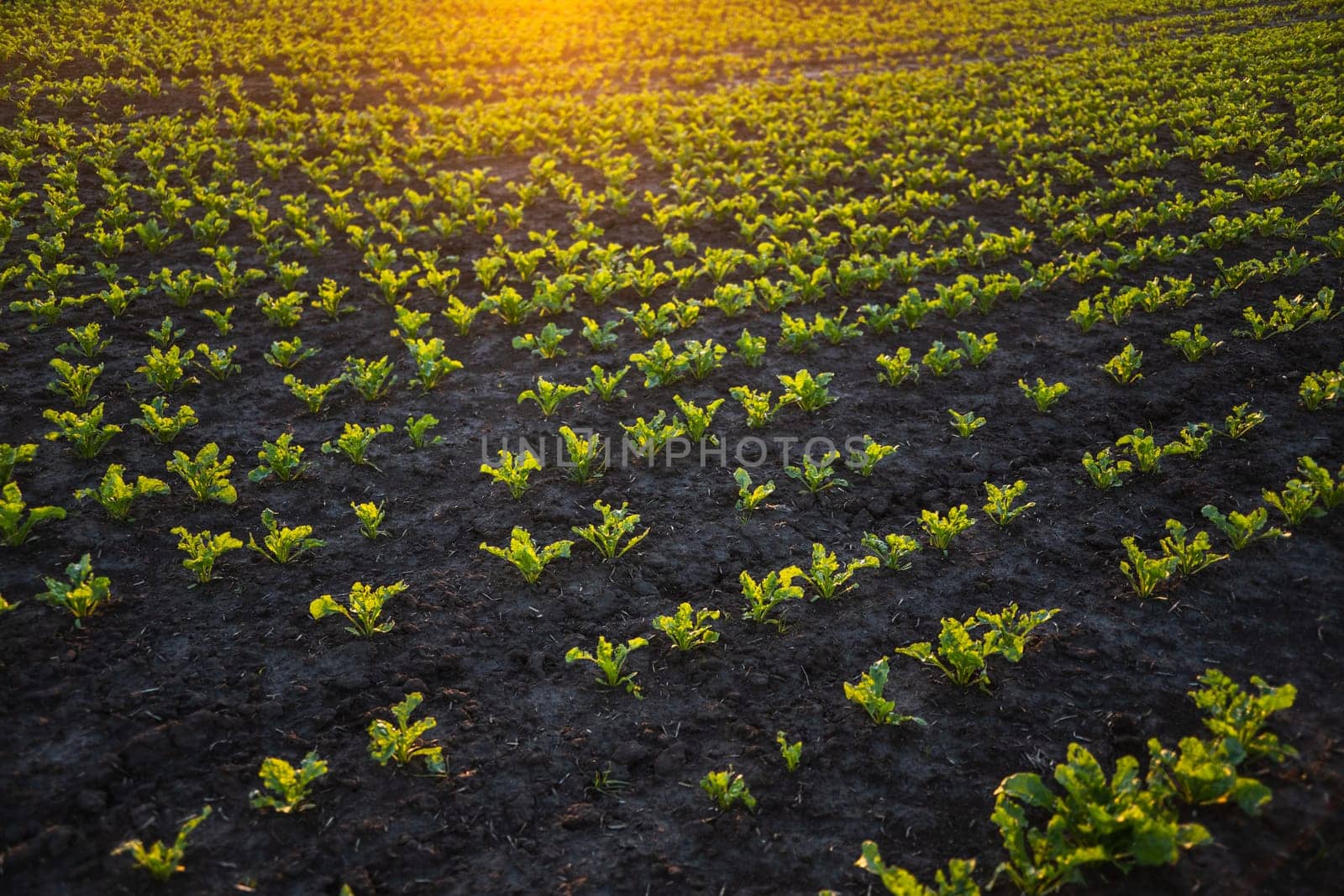 Rows of young sugar beetroot field. Leaves of young beet root plants in a sunset. Beetroots growing on agricultural field. The concept of agriculture, healthy eating, organic food