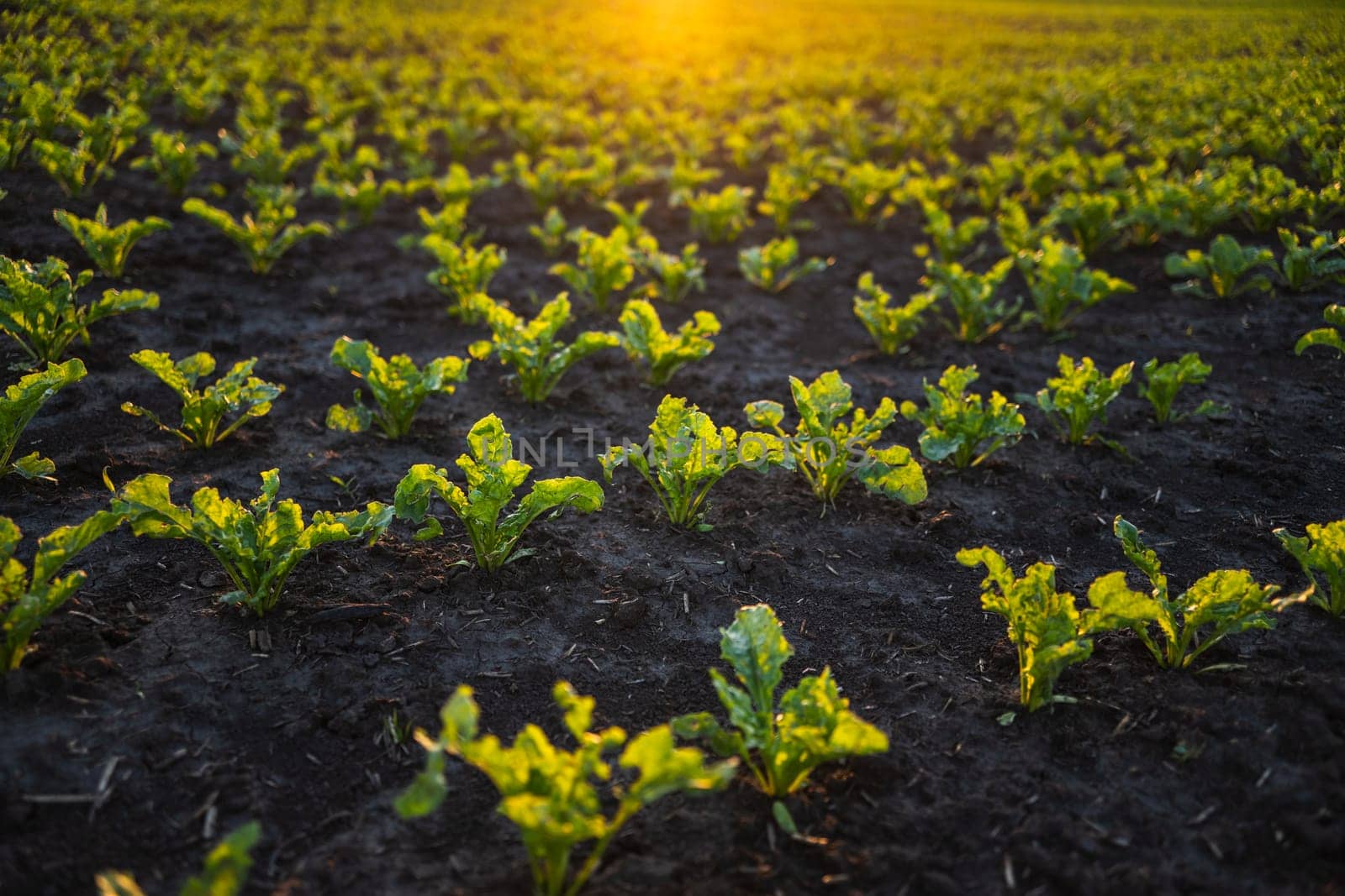 Rows of young sugar beet root plant on a agrarian field. Beetroots growing on agricultural field. The concept of agriculture, healthy eating, organic food