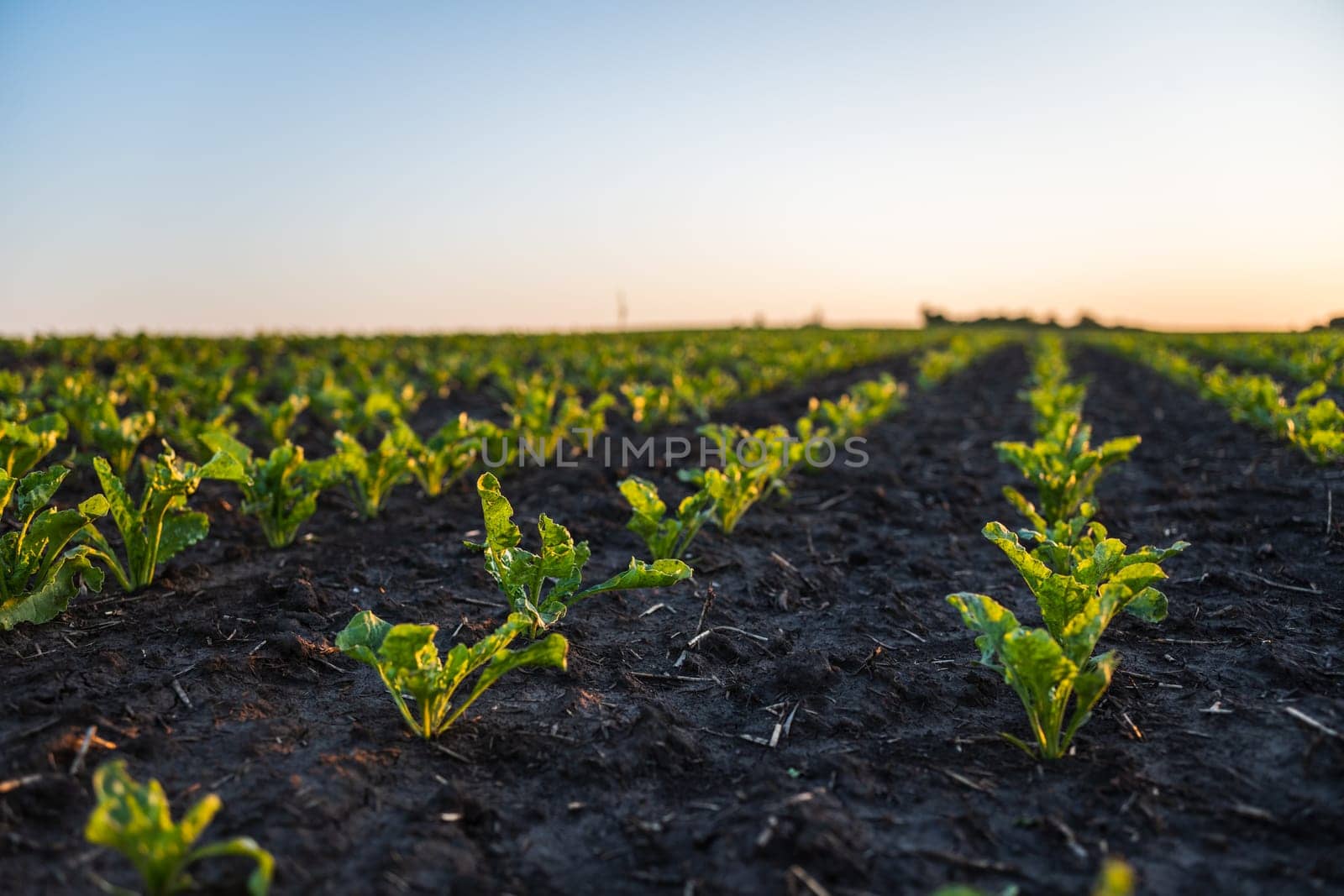 Sugar beet sprout growing in cultivated agricultural field with a blue sky. Agriculture. The concept of agriculture, healthy eating, organic food. by vovsht